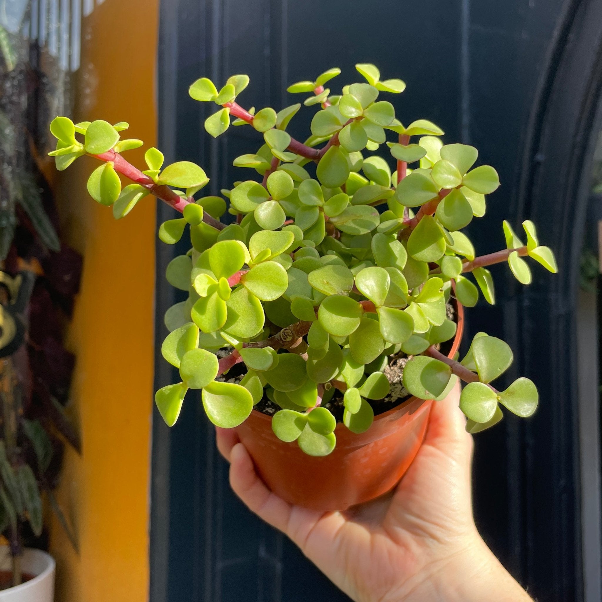 Portulacaria afra (12cm pot) - grow urban. UK