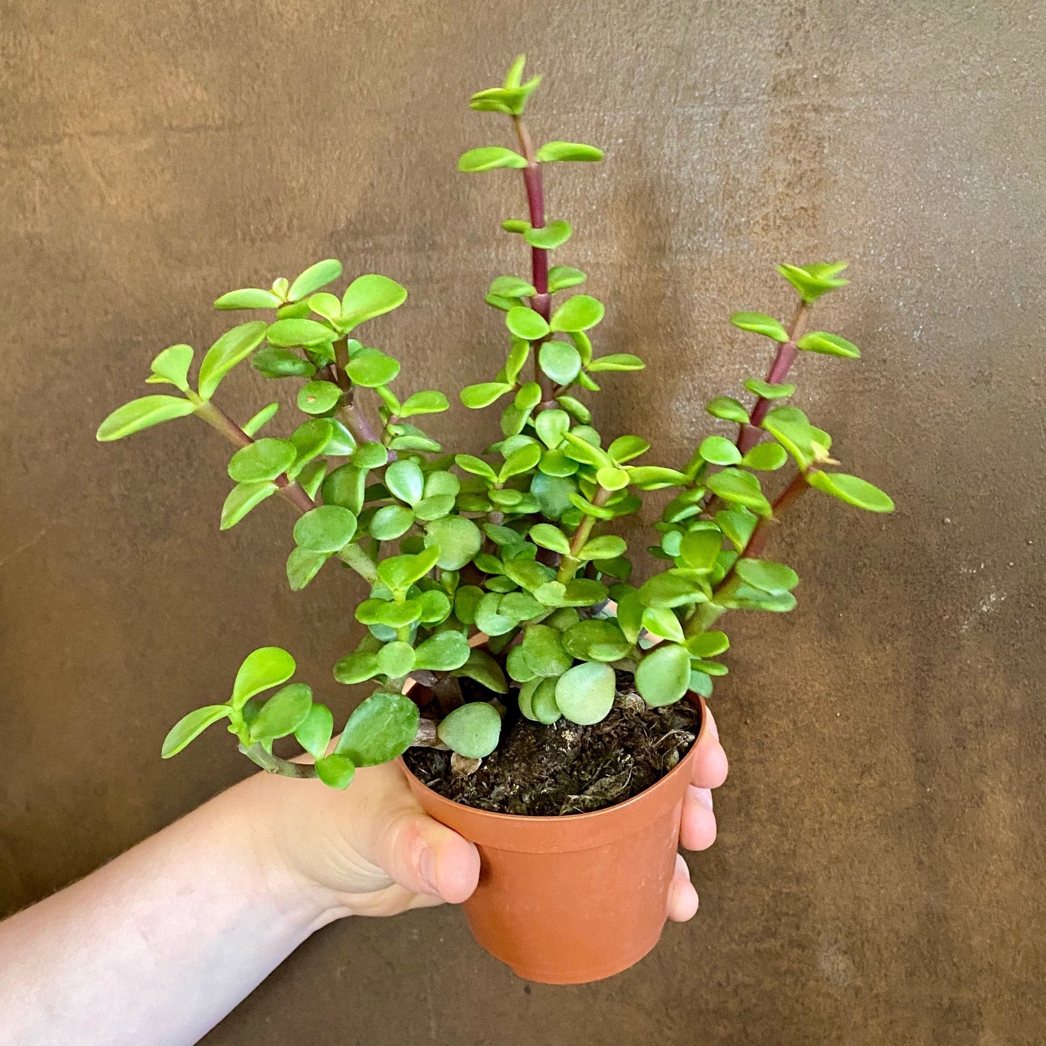 Portulacaria afra (8.5cm pot) - grow urban. UK