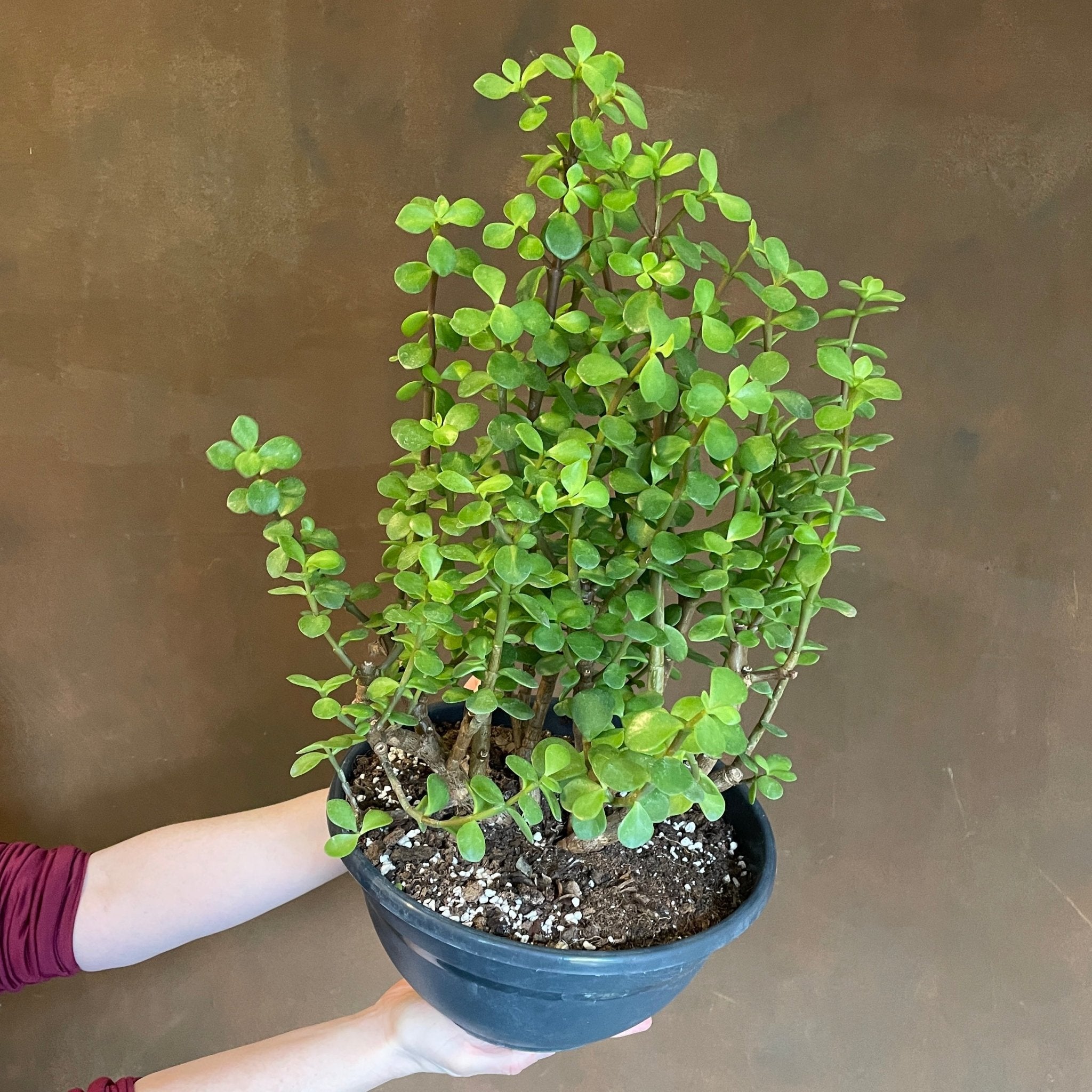 Portulacaria afra XL - grow urban. UK