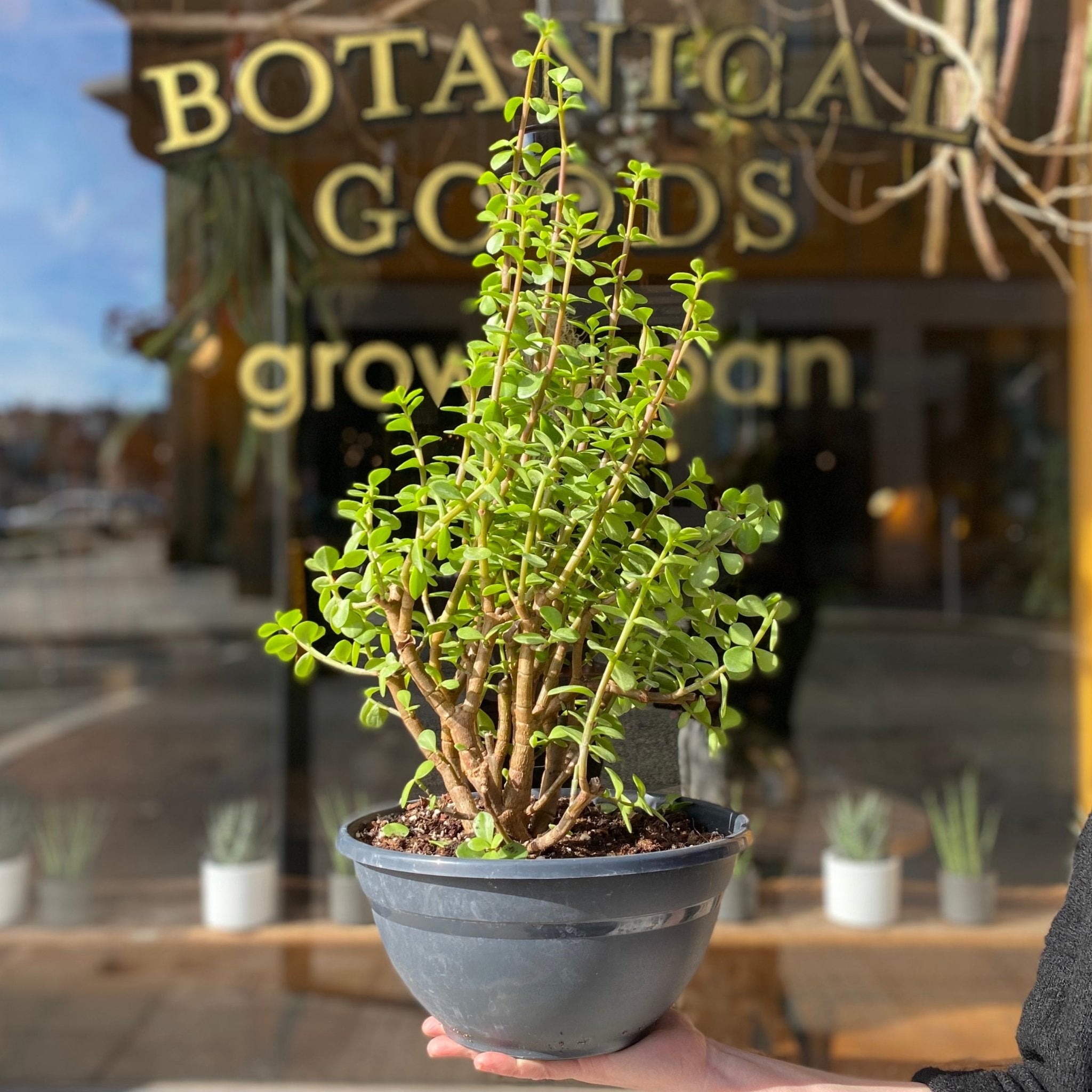 Portulacaria afra XL - grow urban. UK