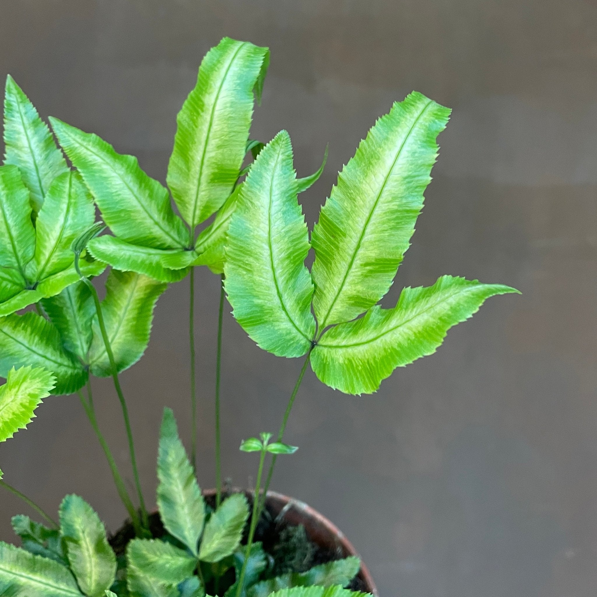 Pteris cretica var. albolineata - grow urban. UK