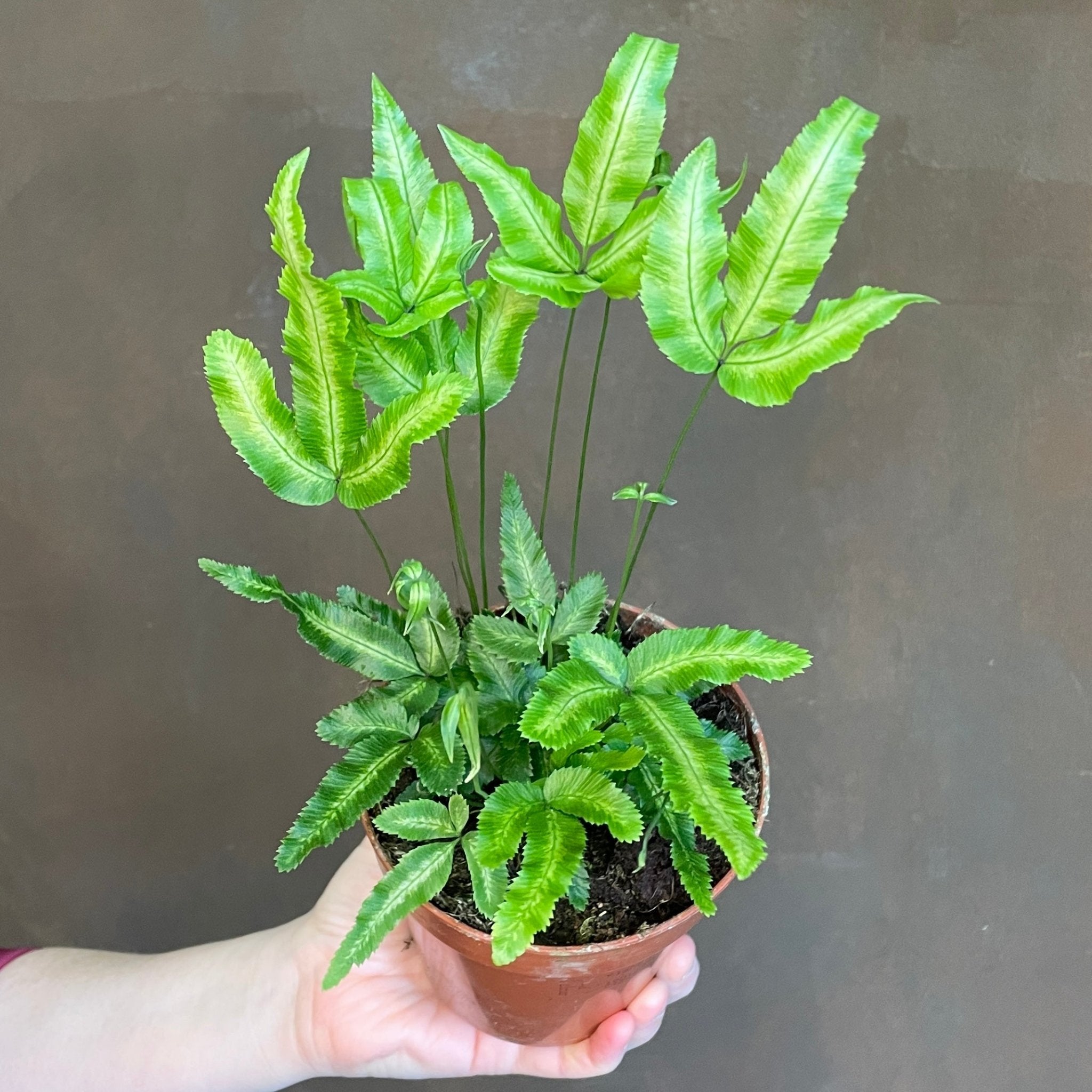 Pteris cretica var. albolineata - grow urban. UK