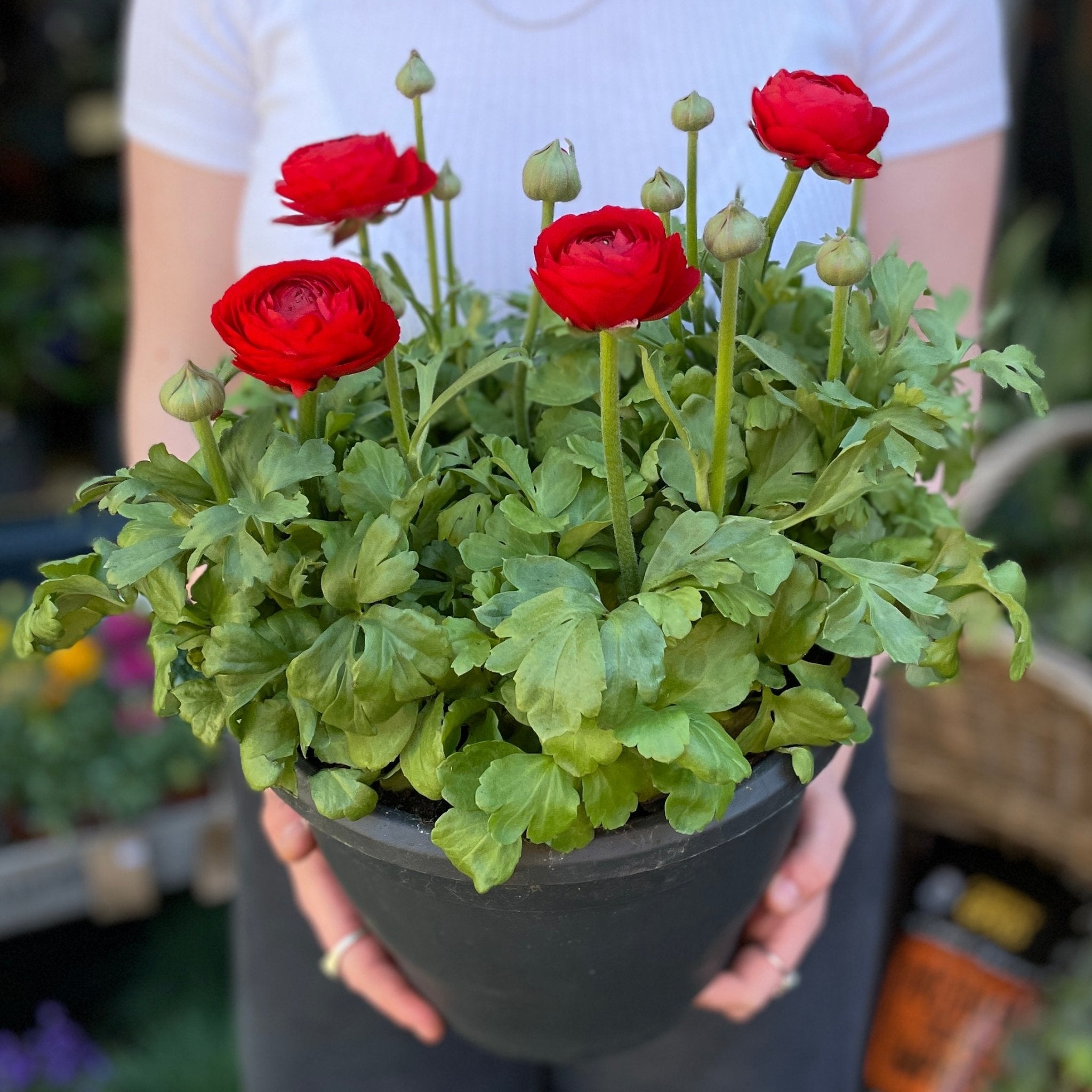 Ranunculus 'Crimson' XXL - grow urban. UK