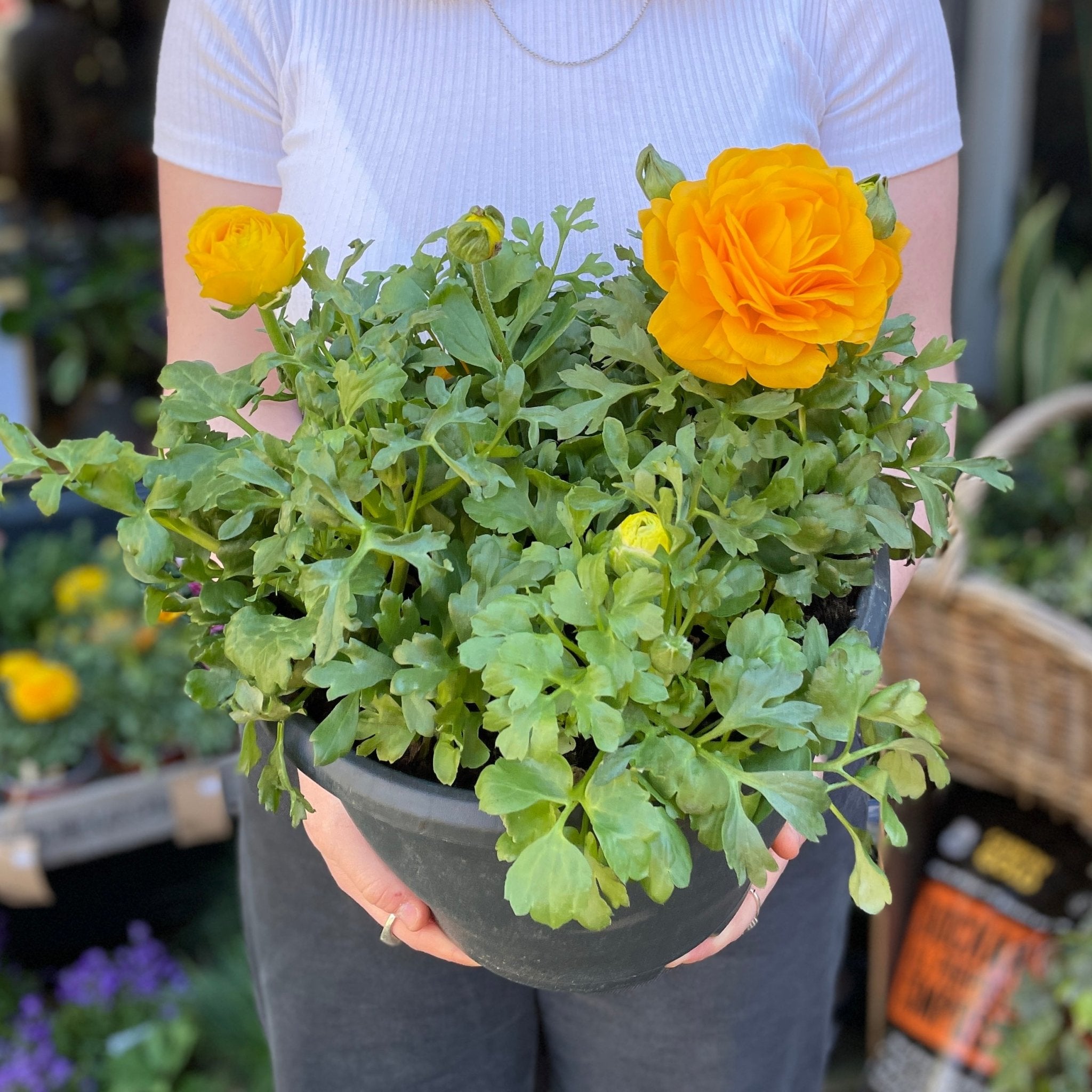 Ranunculus 'Sunshine' XXL - grow urban. UK