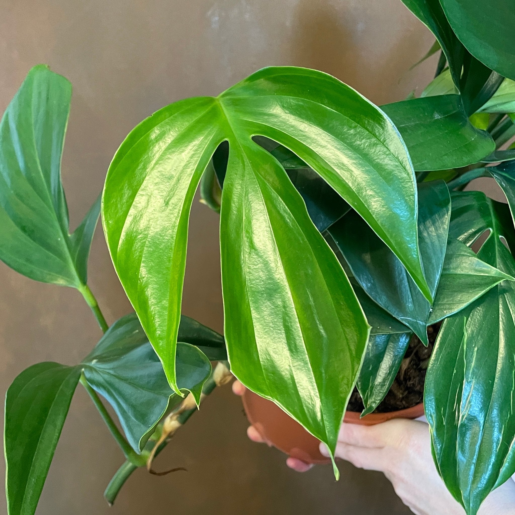 Rhaphidophora decursiva (19cm pot) - grow urban. UK