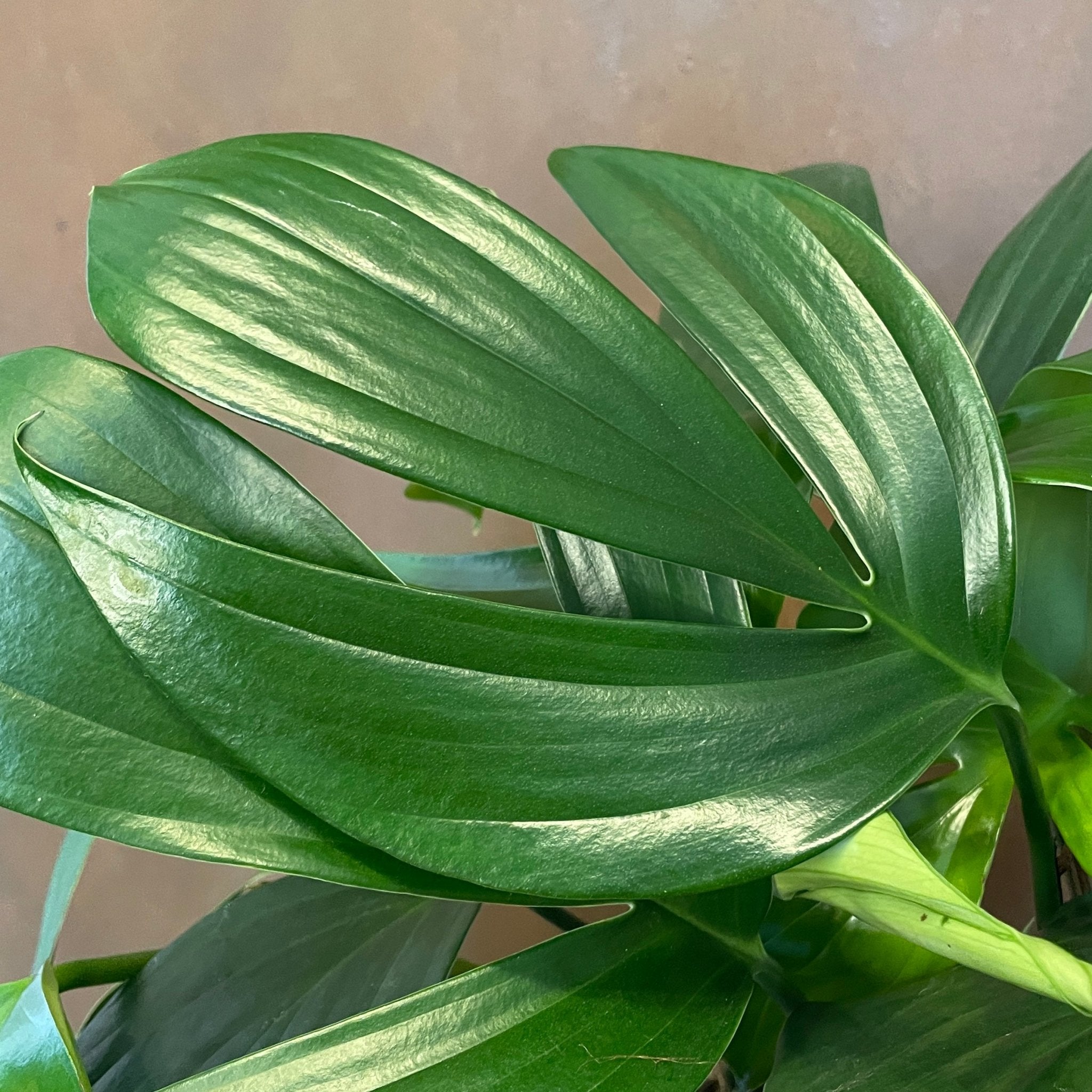 Rhaphidophora decursiva (19cm pot) - grow urban. UK