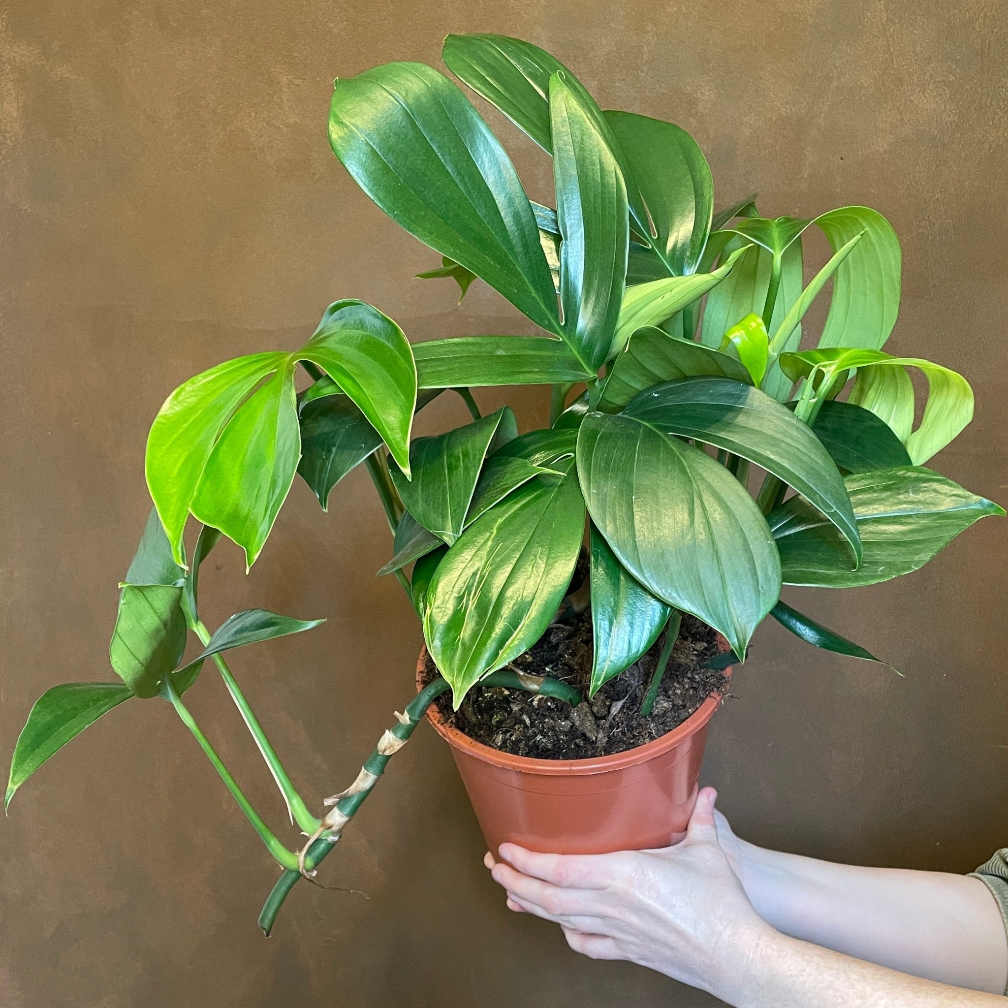 Rhaphidophora decursiva (19cm pot) - grow urban. UK