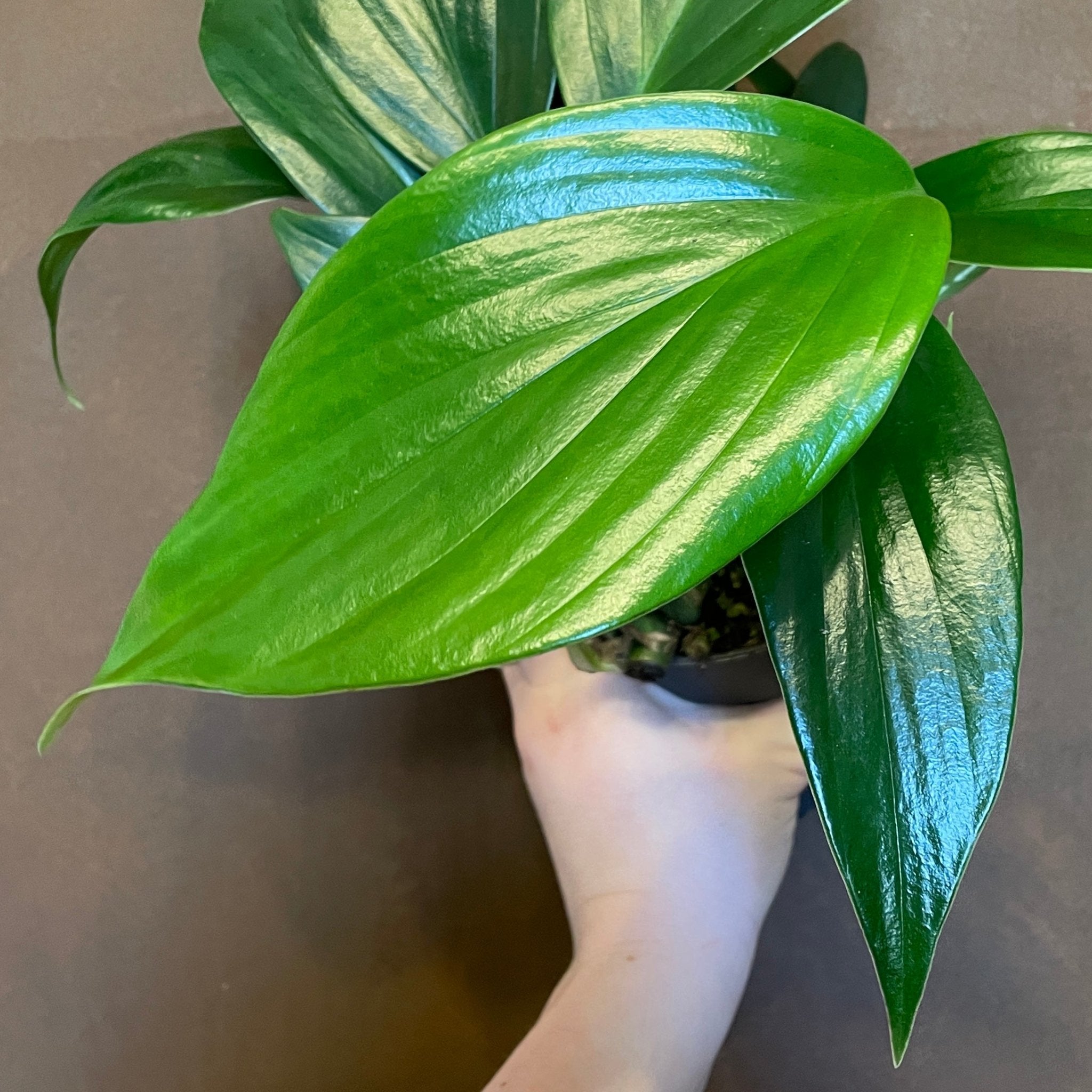 Rhaphidophora decursiva - grow urban. UK