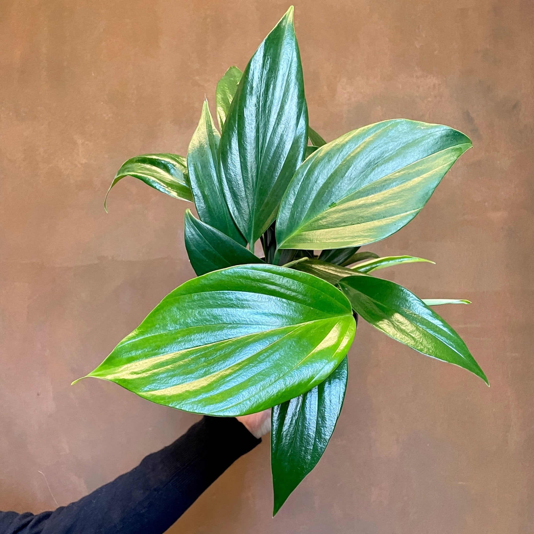 Rhaphidophora decursiva - grow urban. UK