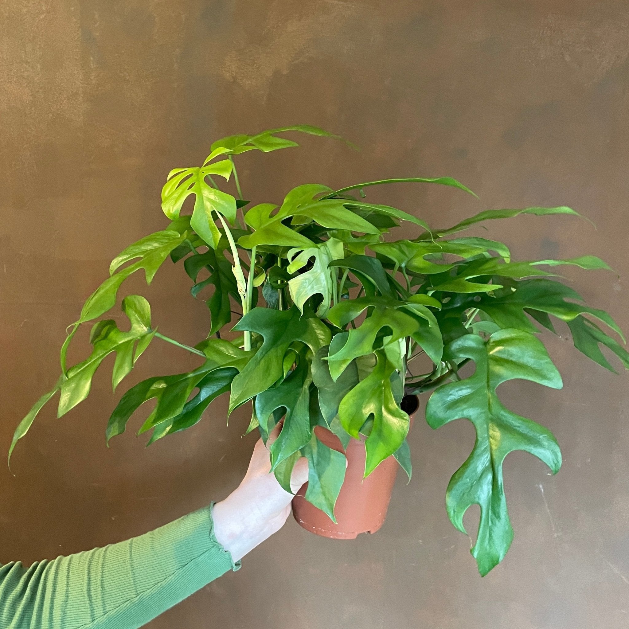 Rhaphidophora tetrasperma (15cm pot) - grow urban. UK