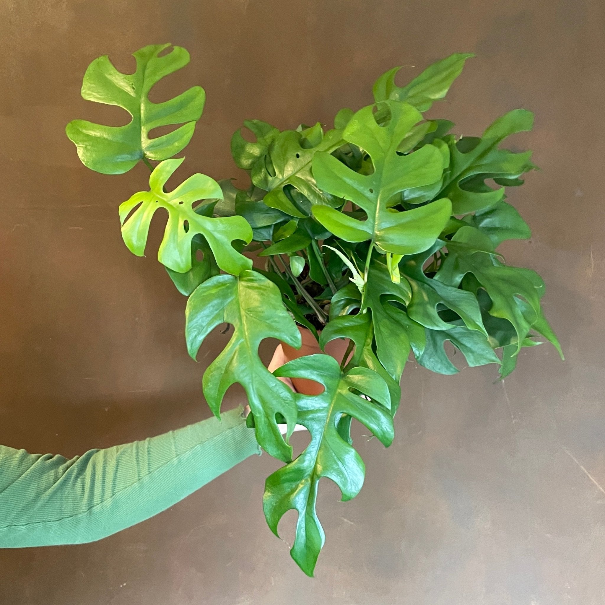 Rhaphidophora tetrasperma (15cm pot) - grow urban. UK