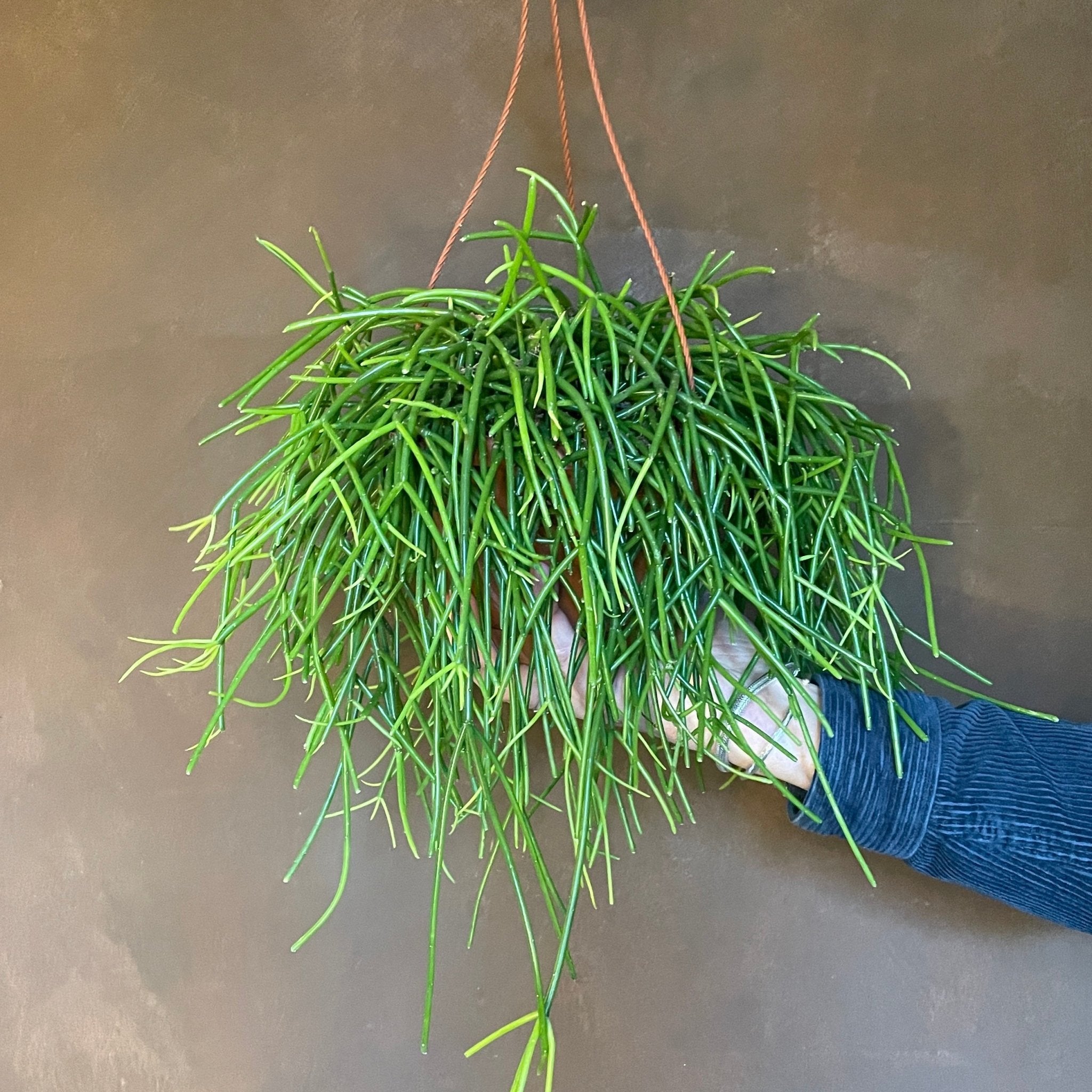 Rhipsalis baccifera subs. shaferi - grow urban. UK