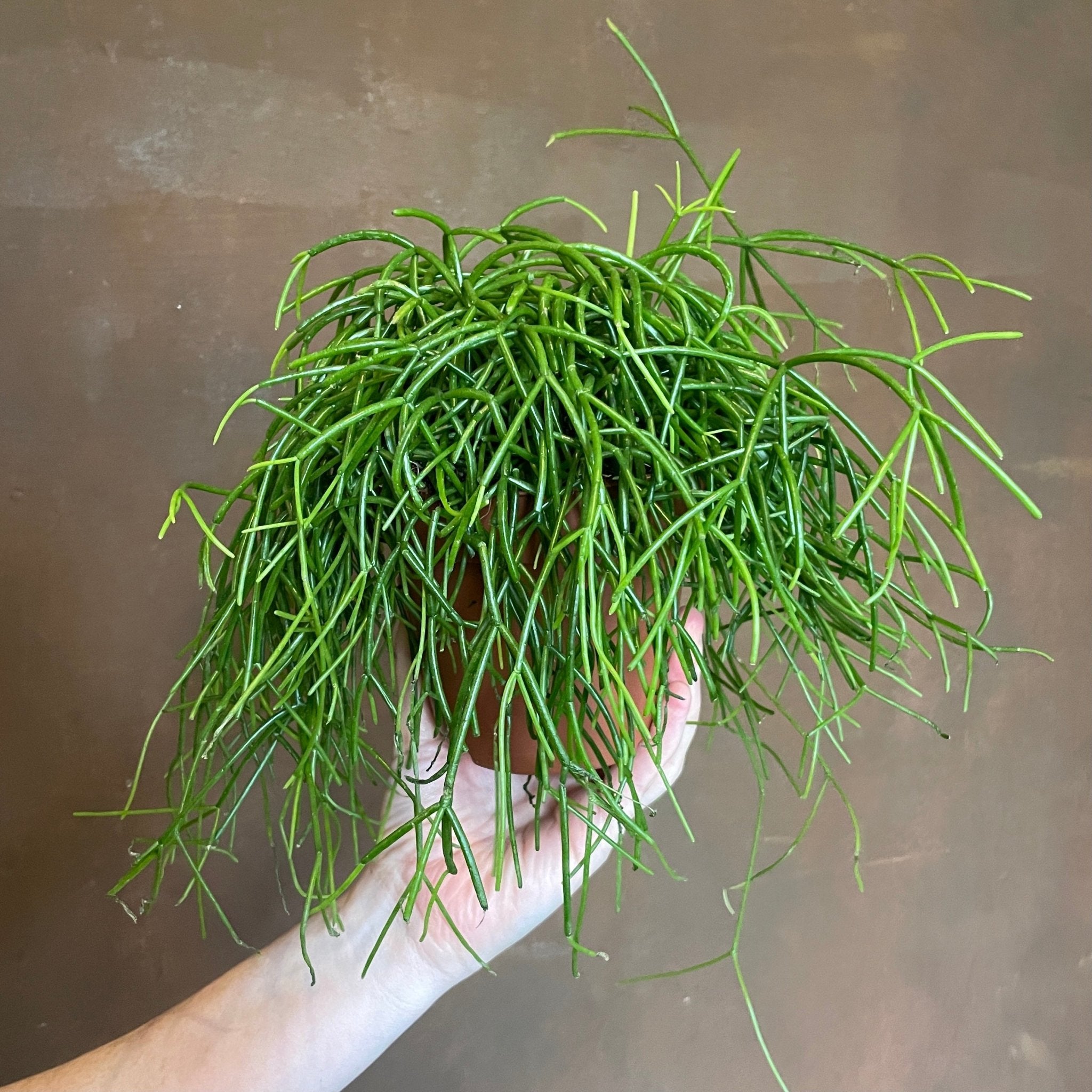 Rhipsalis 'Cashero' - grow urban. UK