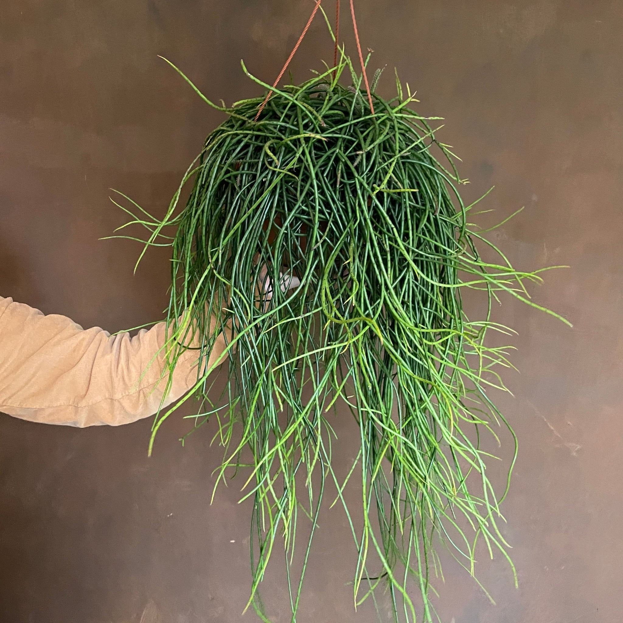 Rhipsalis floccosa - grow urban. UK