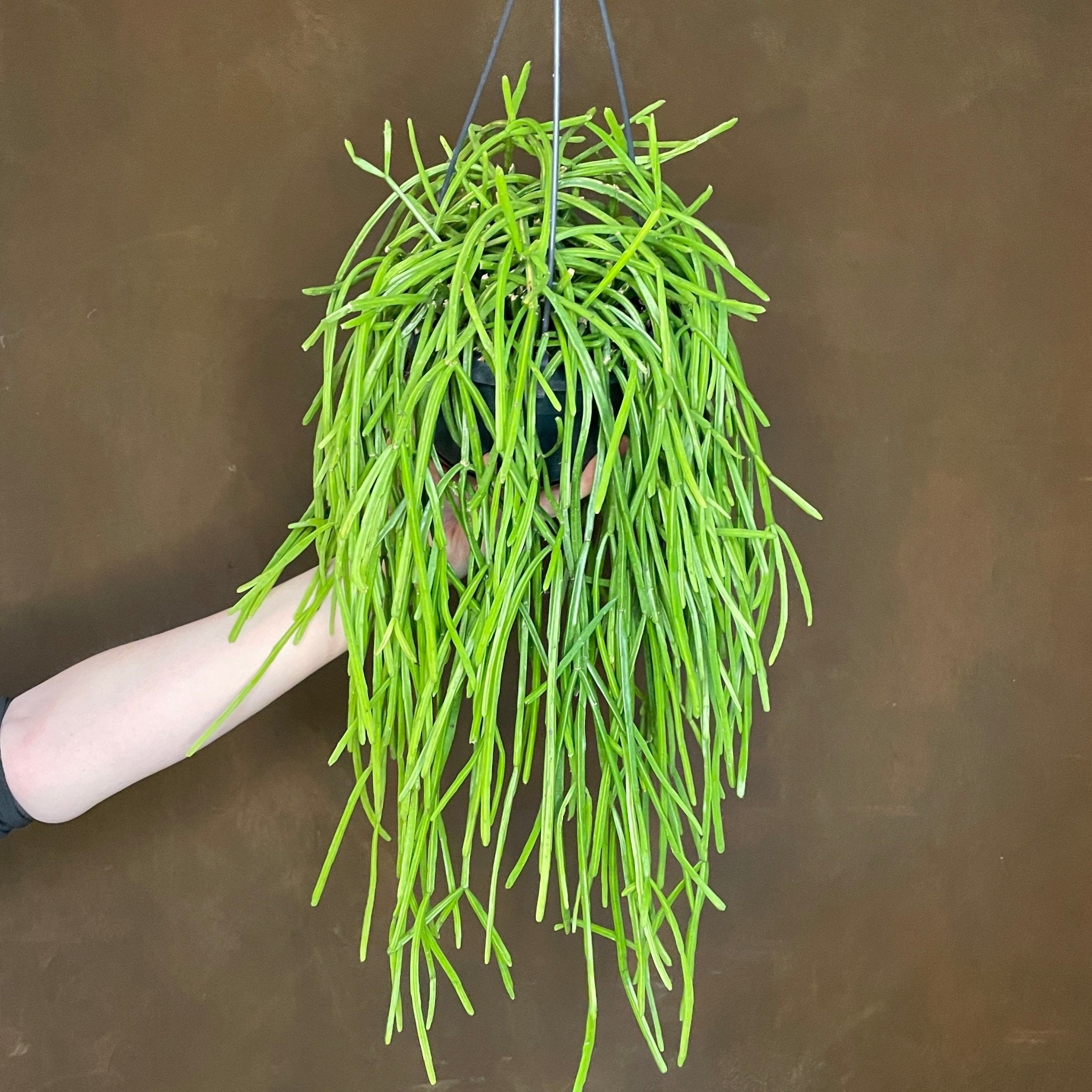 Rhipsalis kirbergii - grow urban. UK