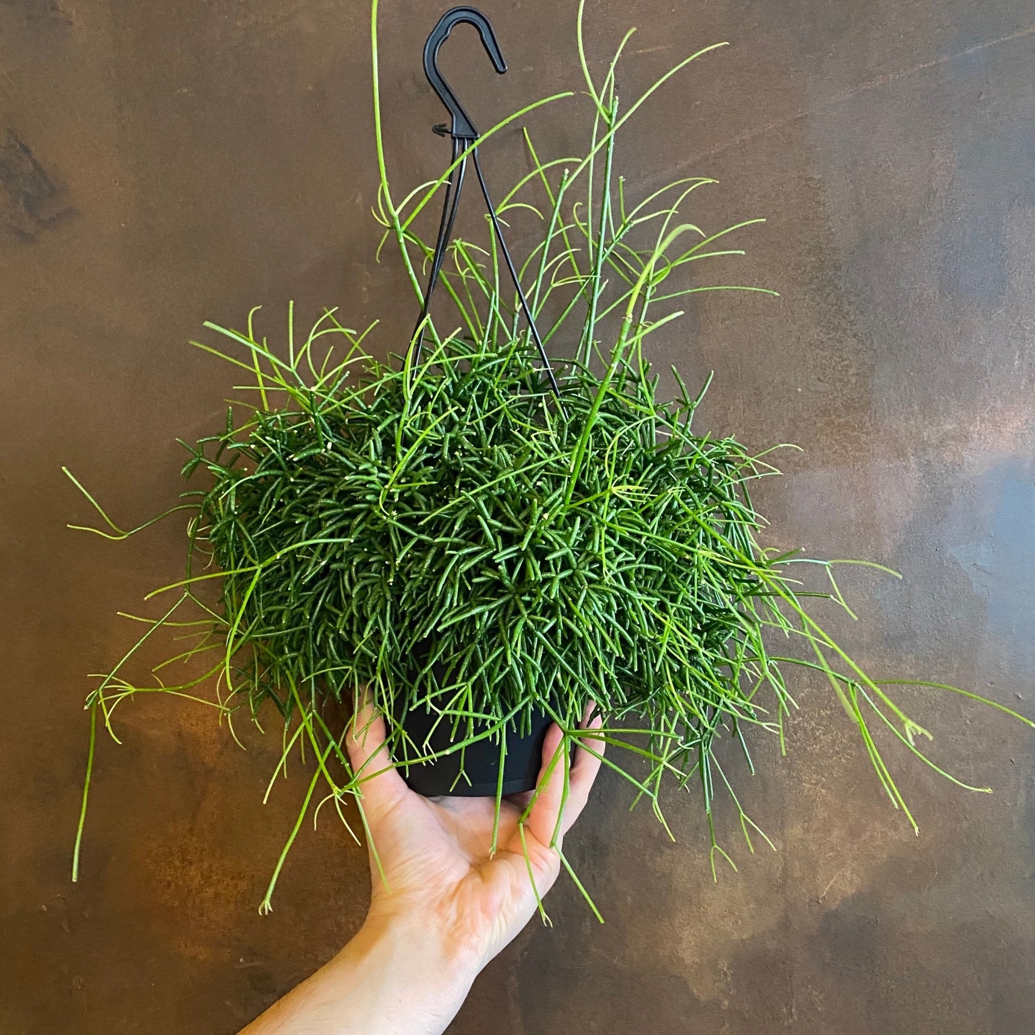 Rhipsalis ‘Oasis’ - grow urban. UK