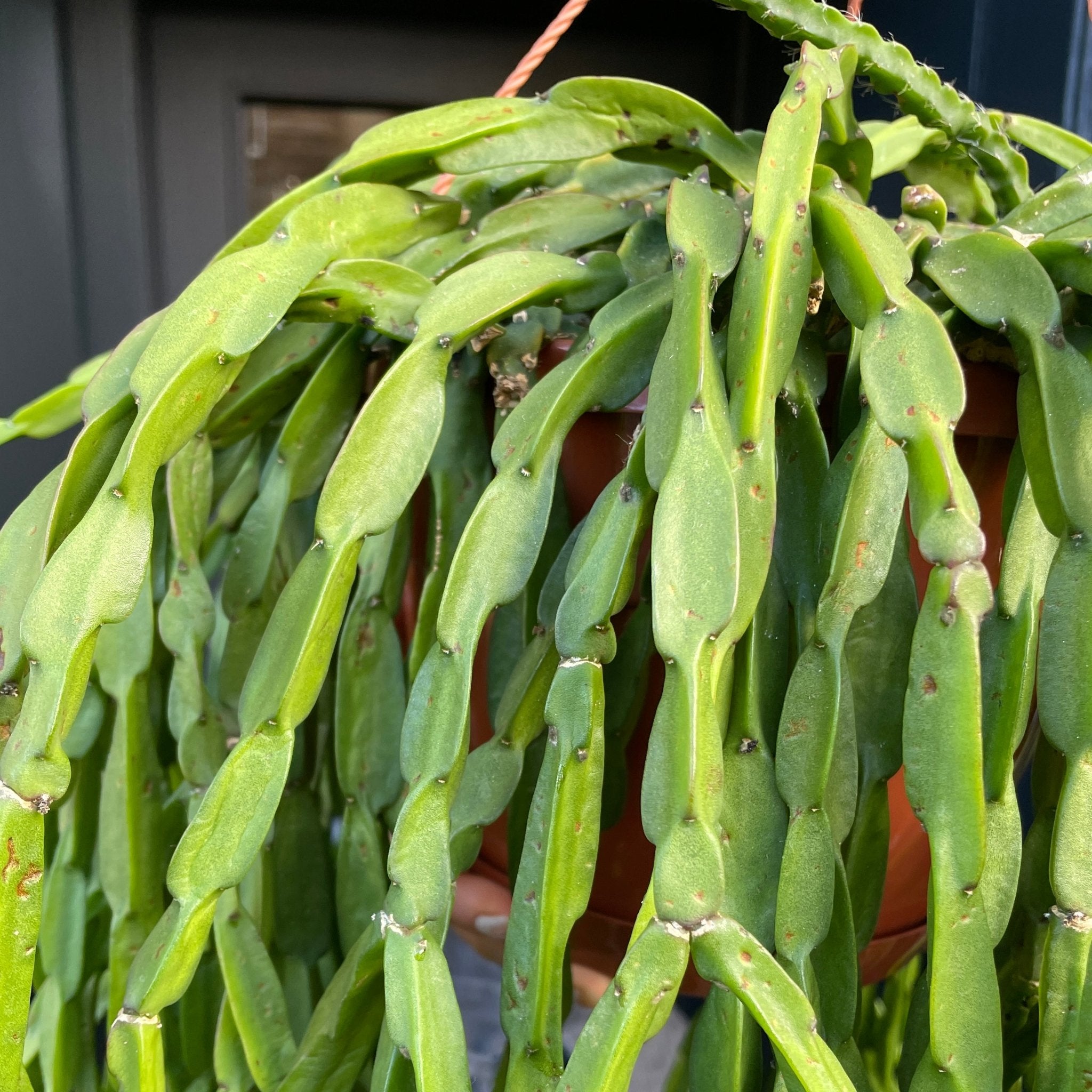 Rhipsalis paradoxa - grow urban. UK