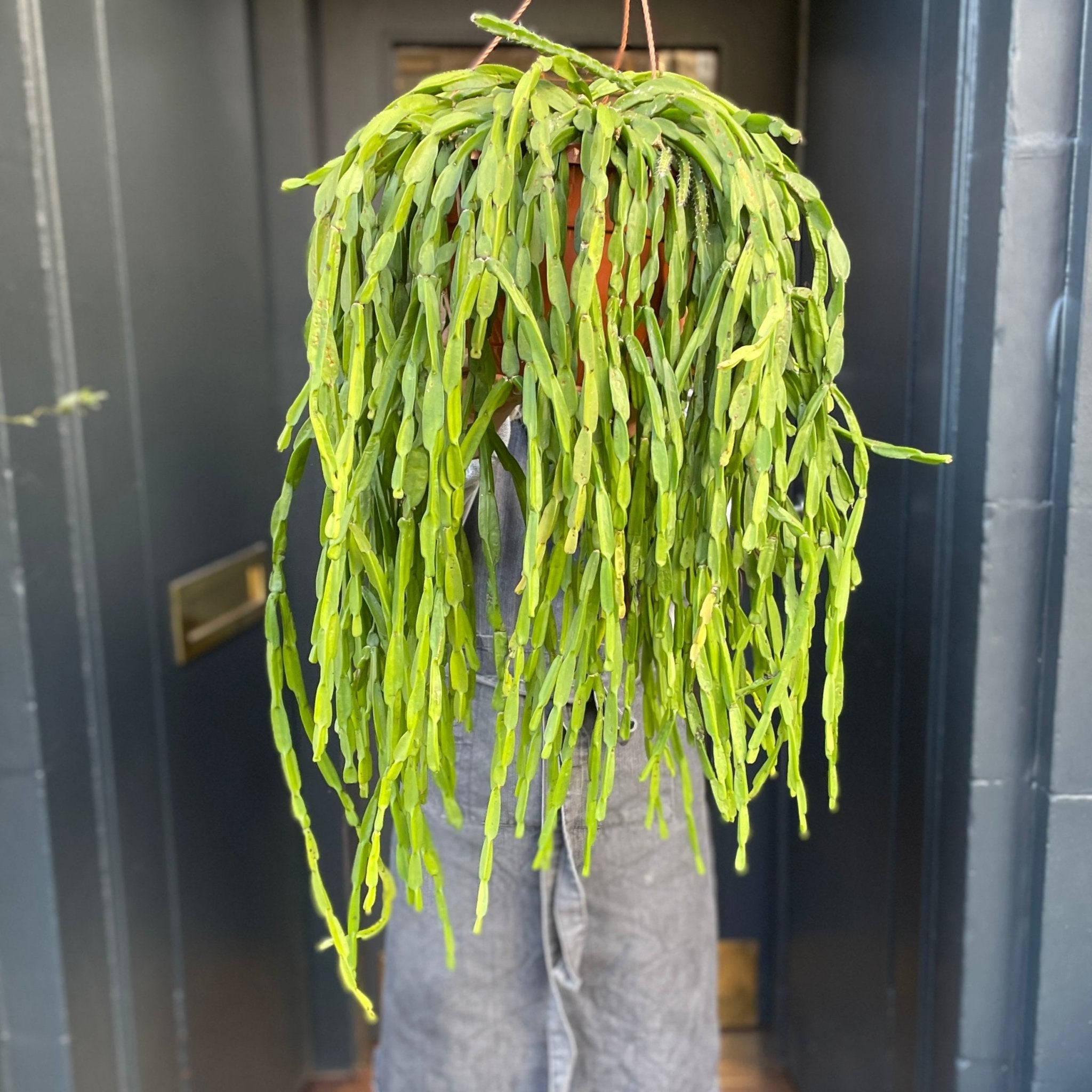 Rhipsalis paradoxa - grow urban. UK
