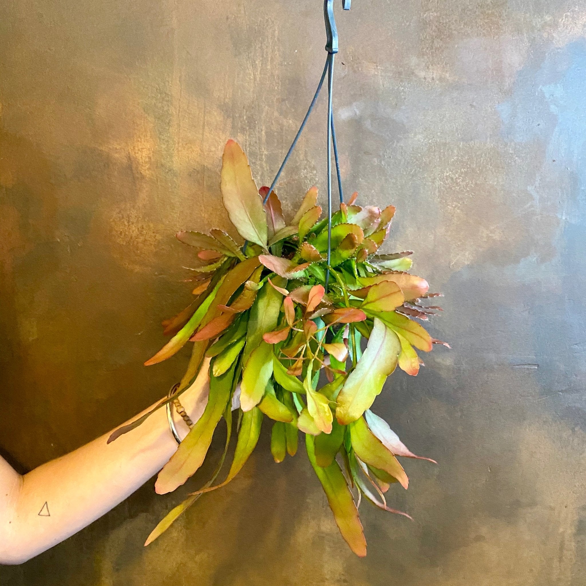 Rhipsalis ramulosa ‘Red Coral’ - grow urban. UK