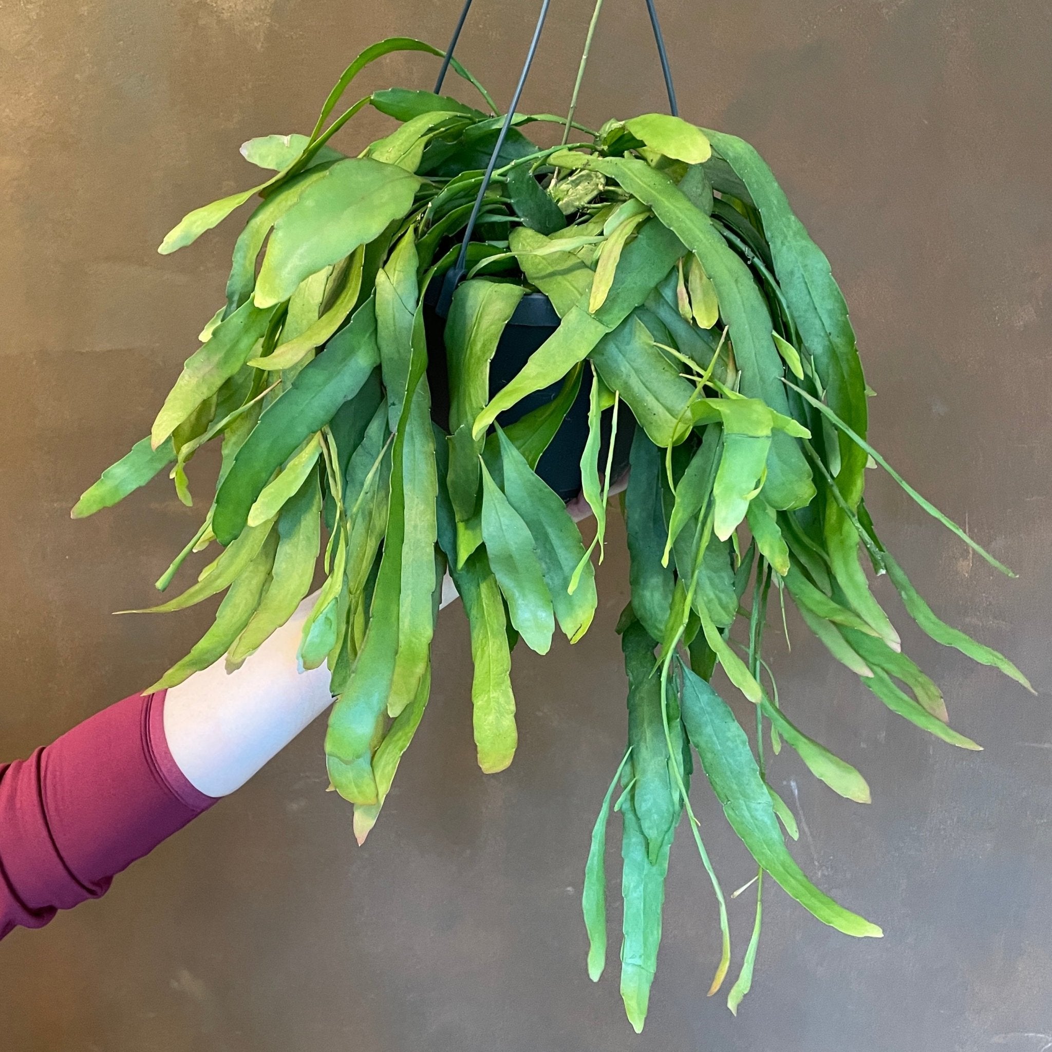 Rhipsalis ‘Red Coral’ (17cm hangpot) - grow urban. UK
