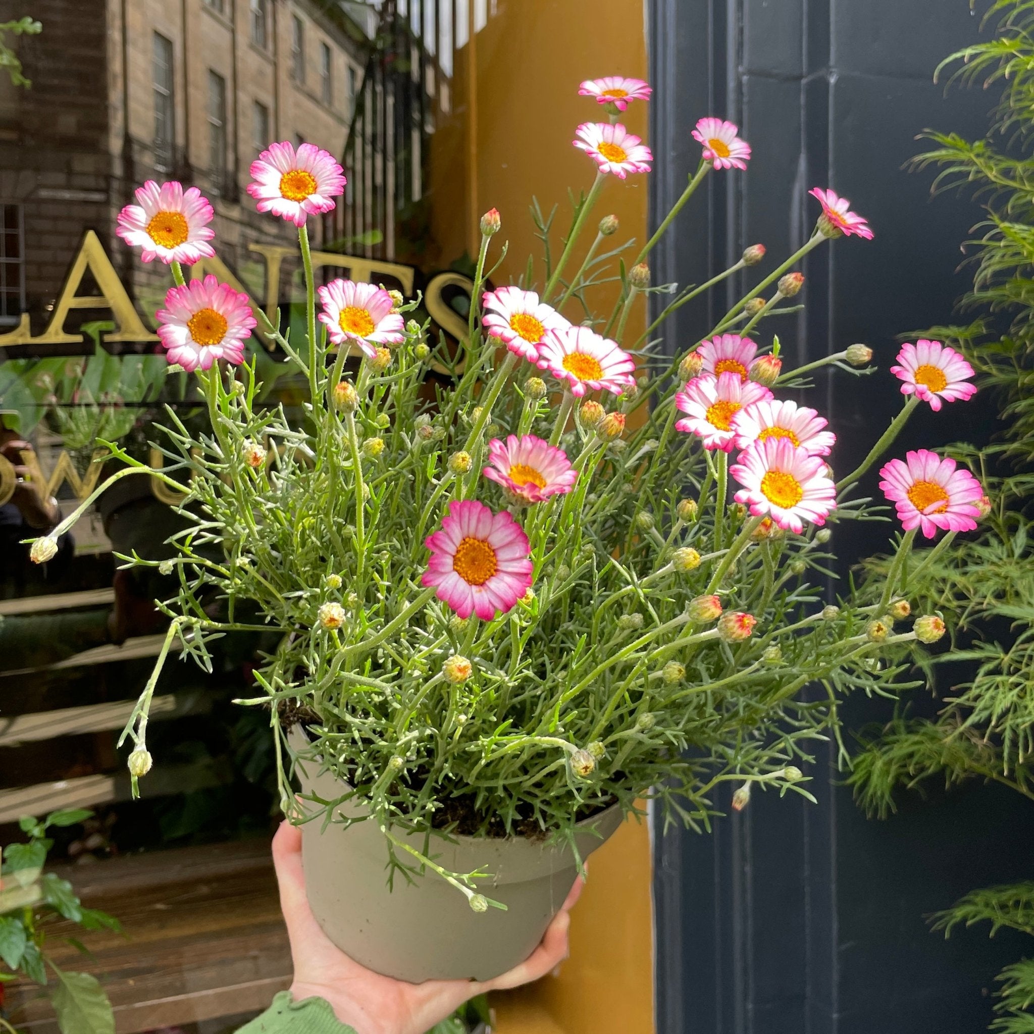 Rhodanthemum 'Marrakech' - grow urban. UK
