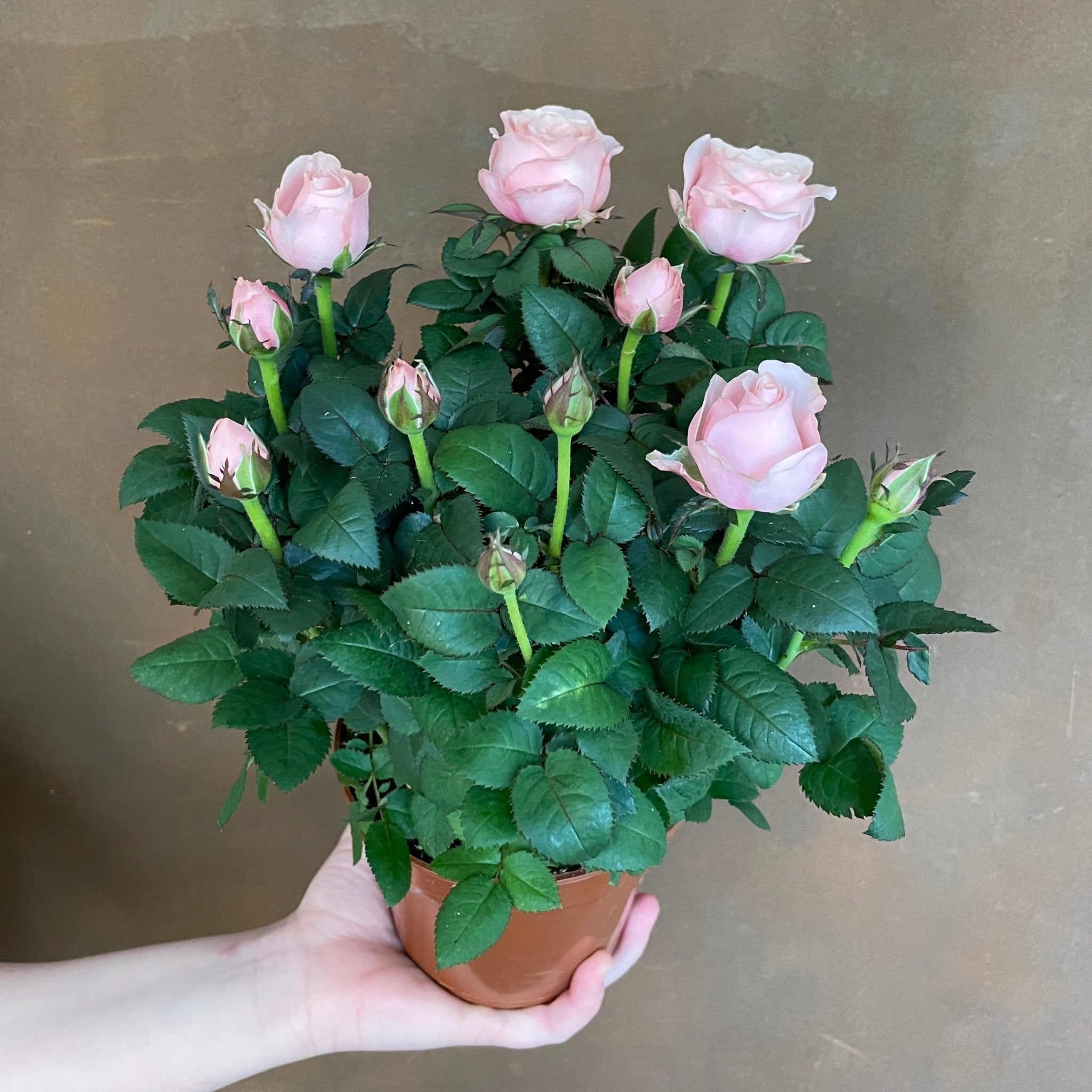 Rosa 'Amorosa Infinity' - grow urban. UK