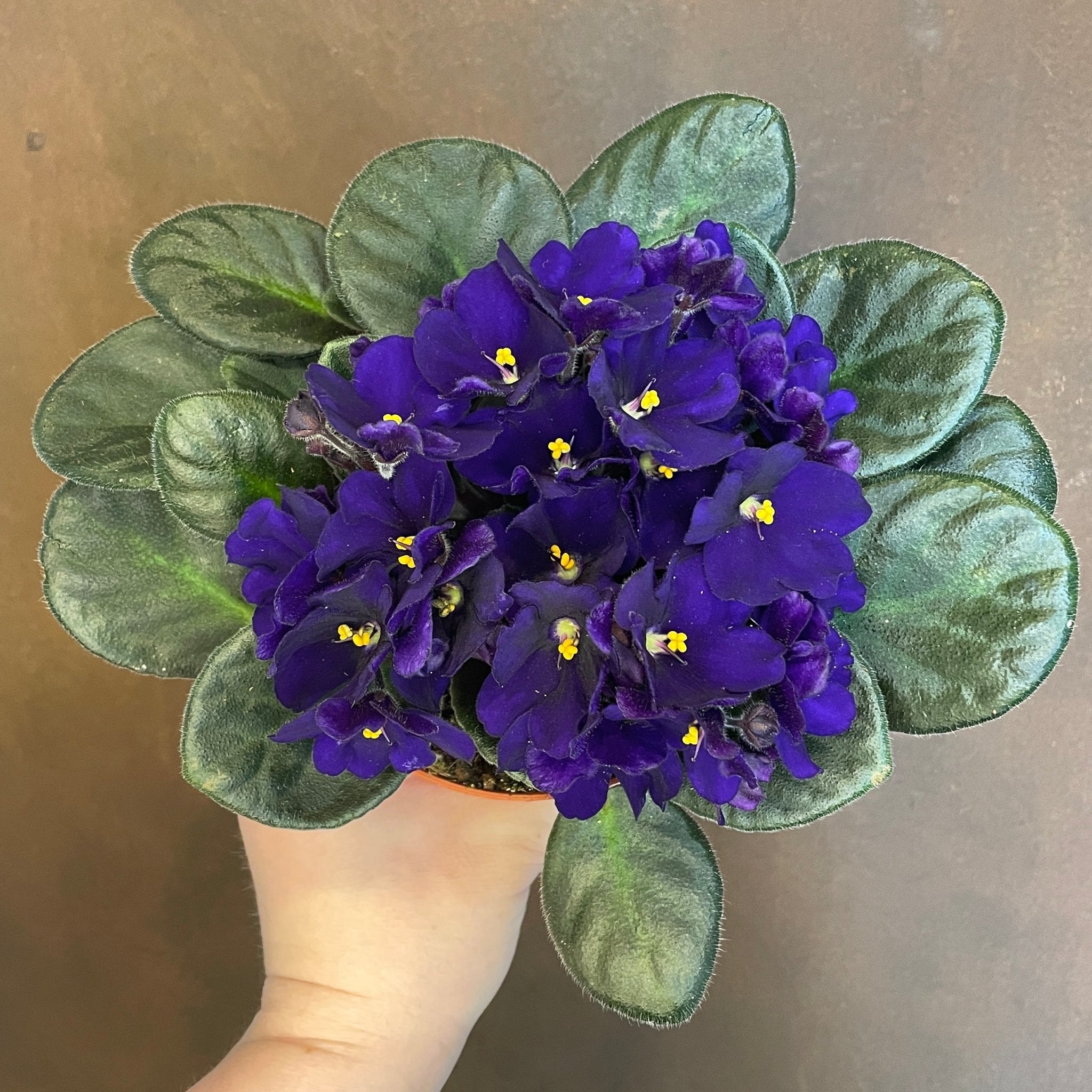 Saintpaulia 'Blue' - grow urban. UK