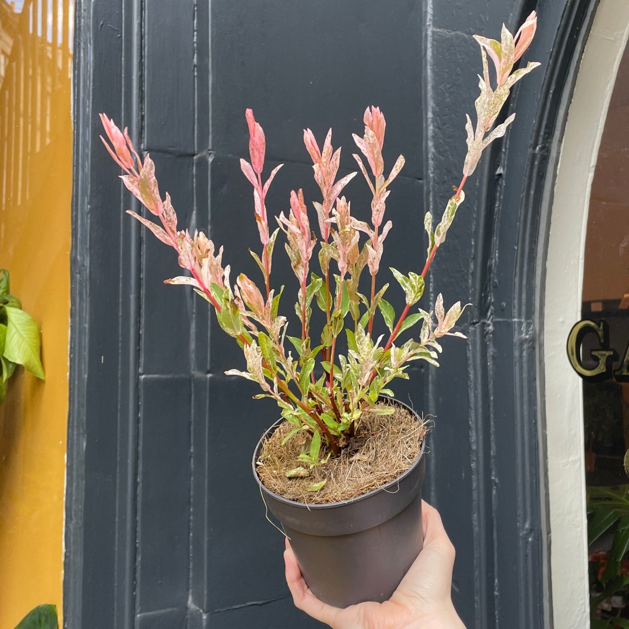 Salix integra 'Flamingo' - grow urban. UK