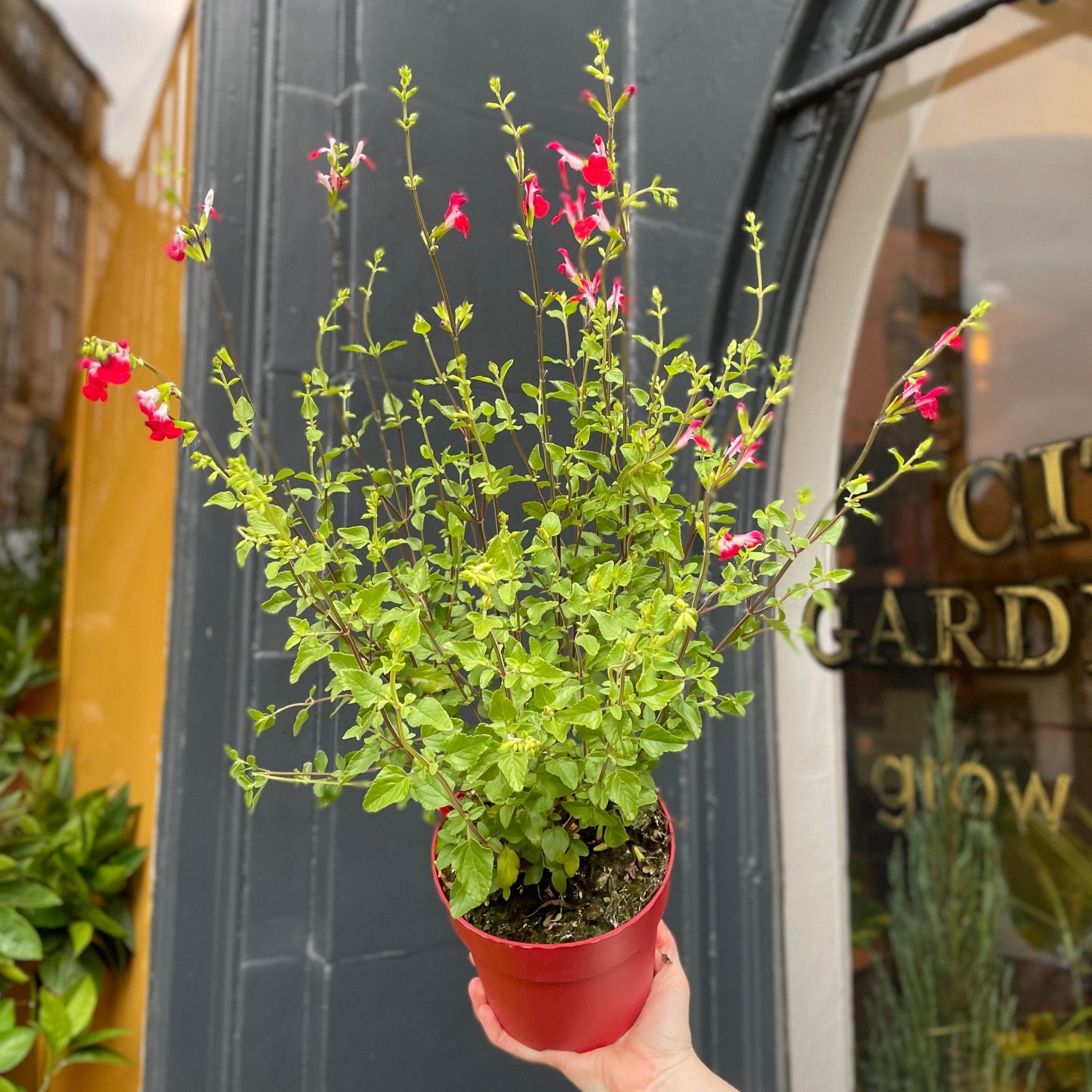 Salvia 'Hot Lips' - grow urban. UK