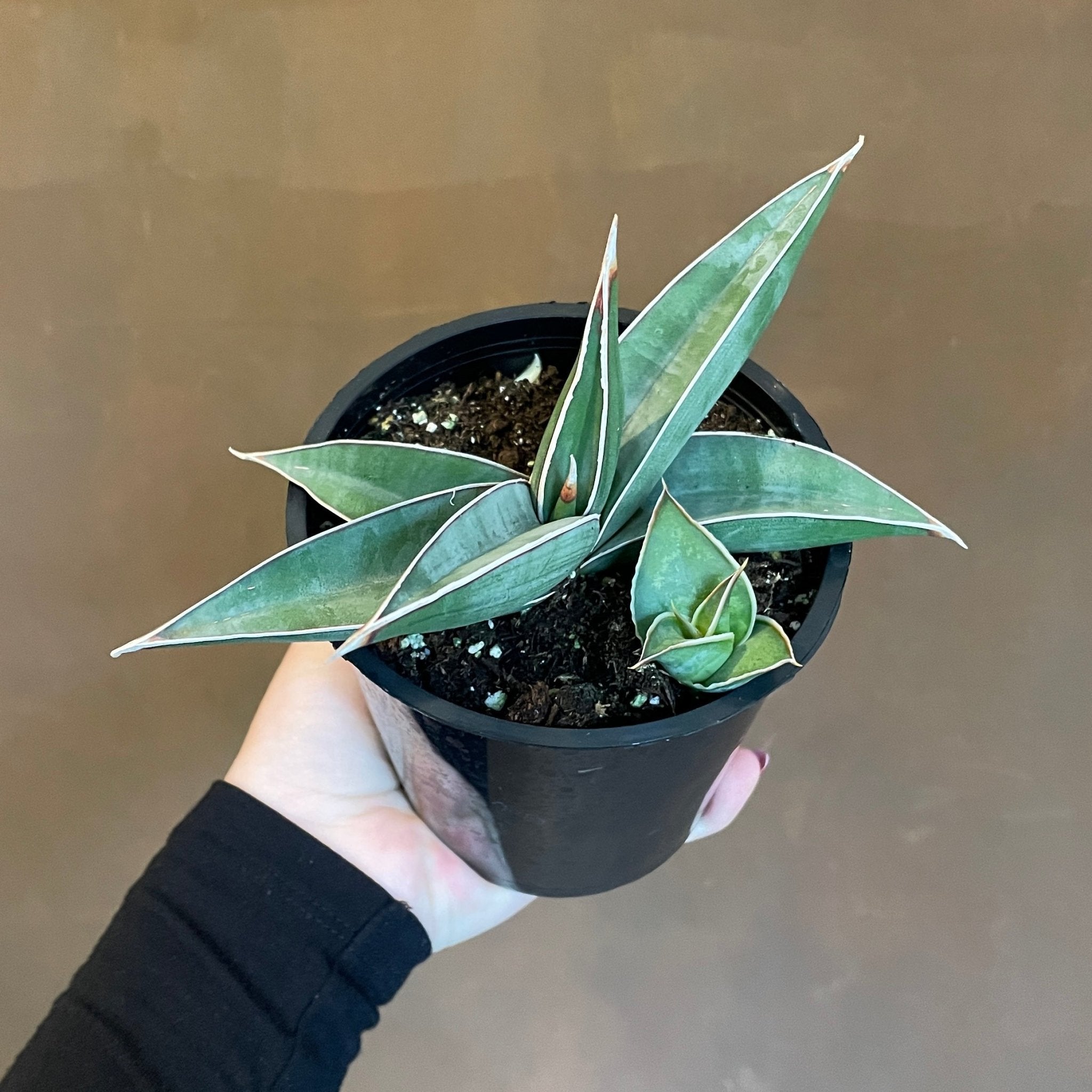 Sansevieria 'Almond Silver' - grow urban. UK