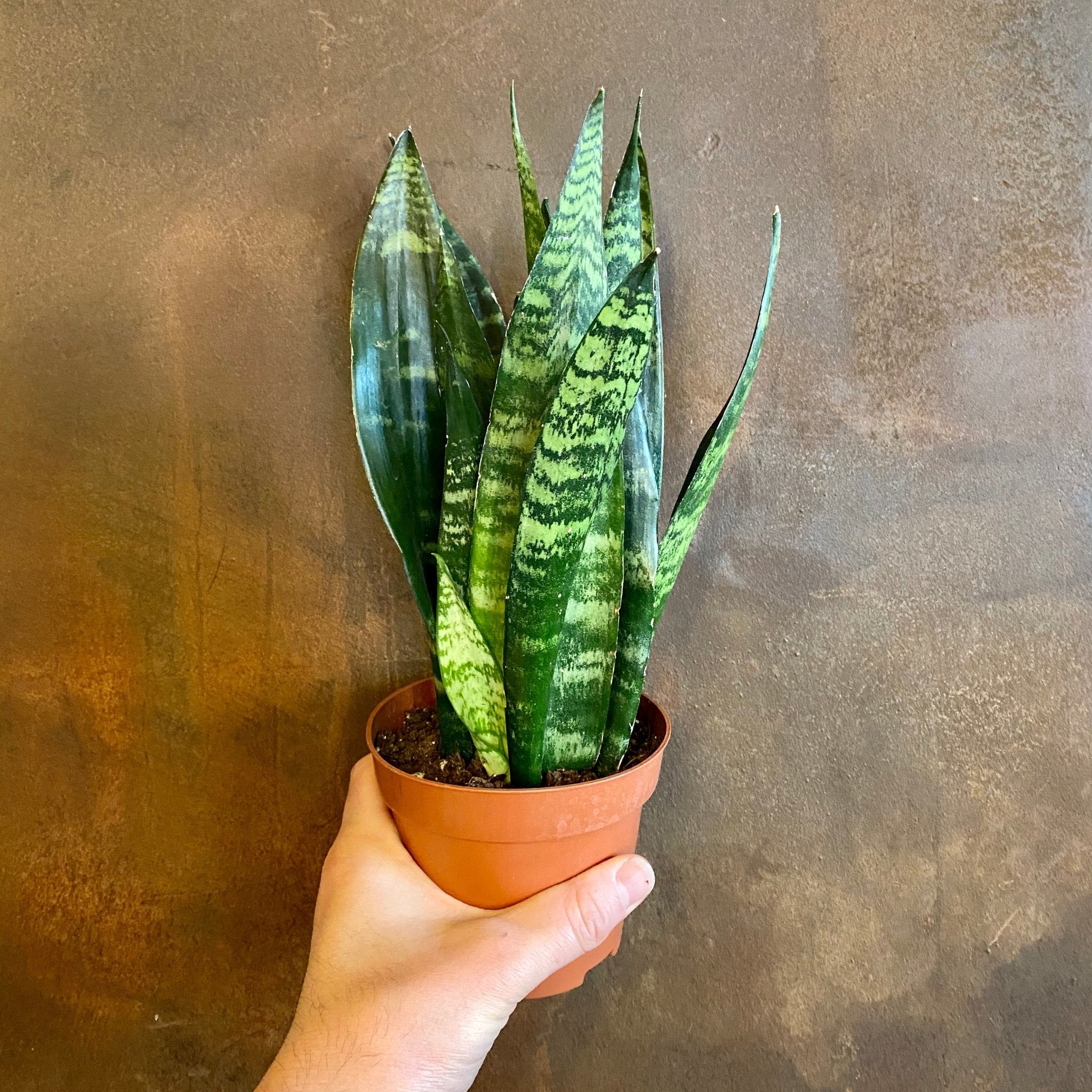 Sansevieria ‘Black Coral’ (12cm pot) - grow urban. UK