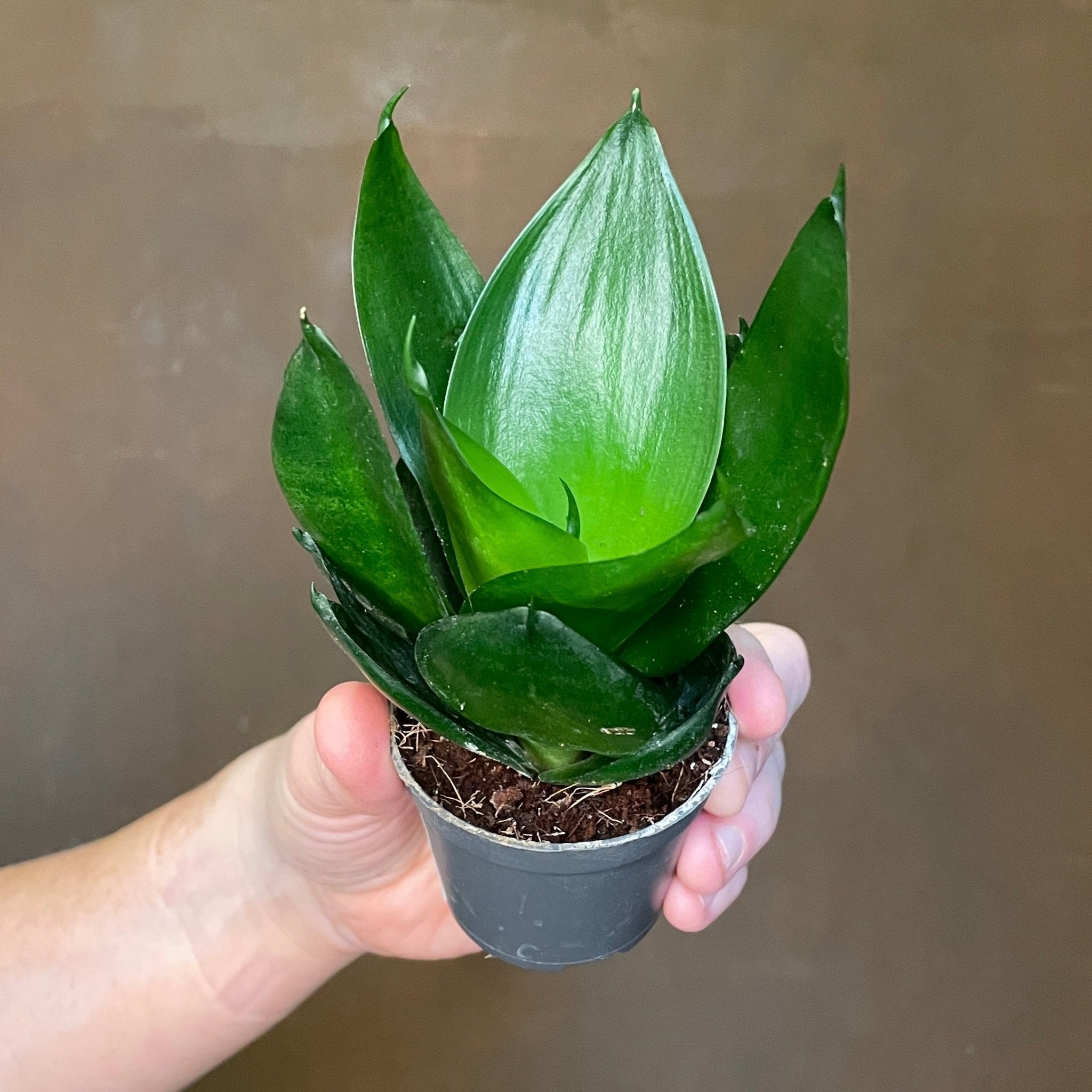 Sansevieria 'Black Hahnii' - grow urban. UK