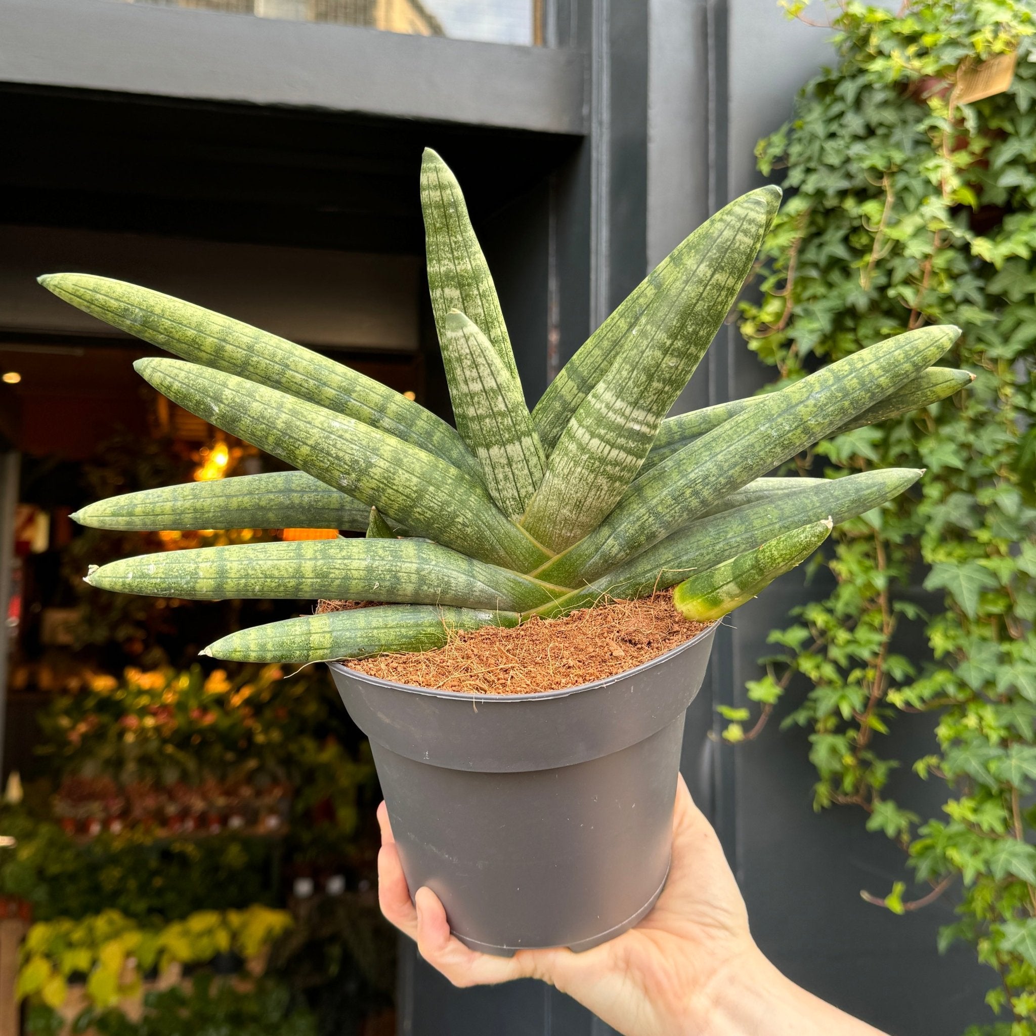 Sansevieria ‘Boncellensis' - grow urban. UK