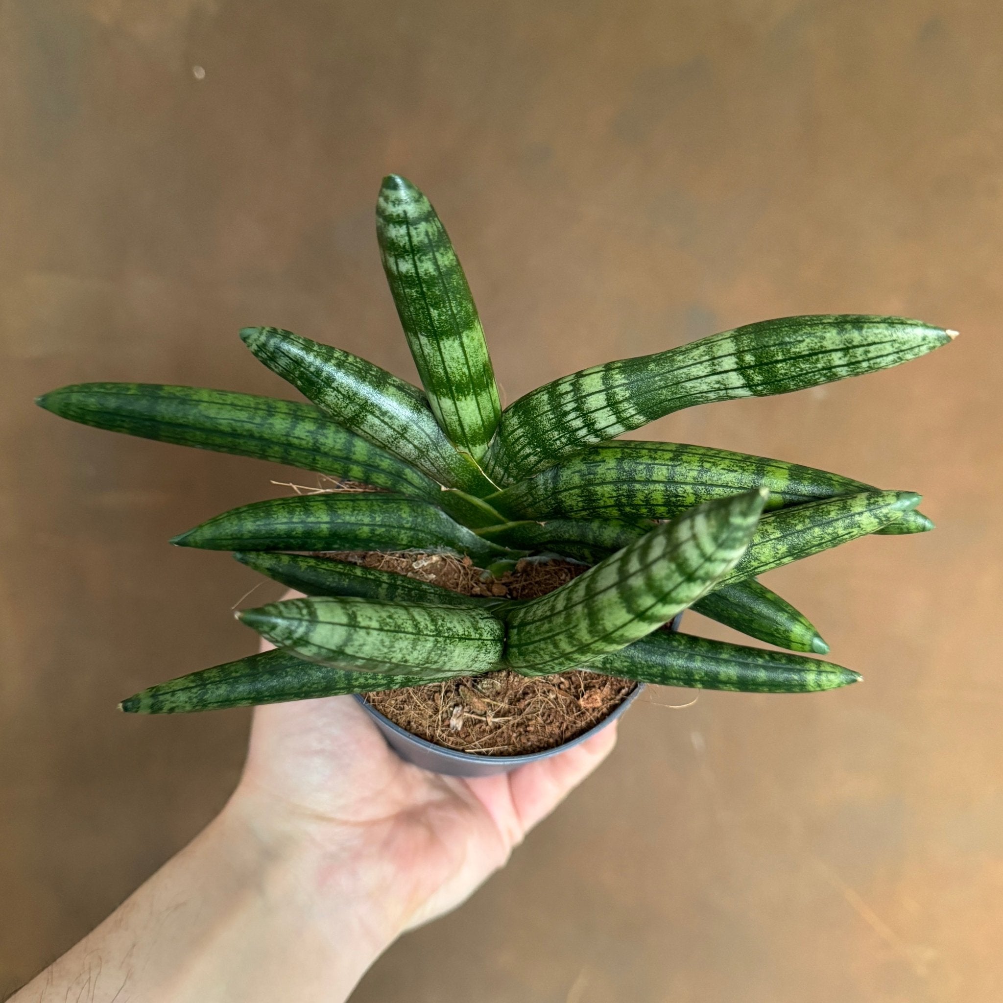 Sansevieria ‘Boncellensis' - grow urban. UK