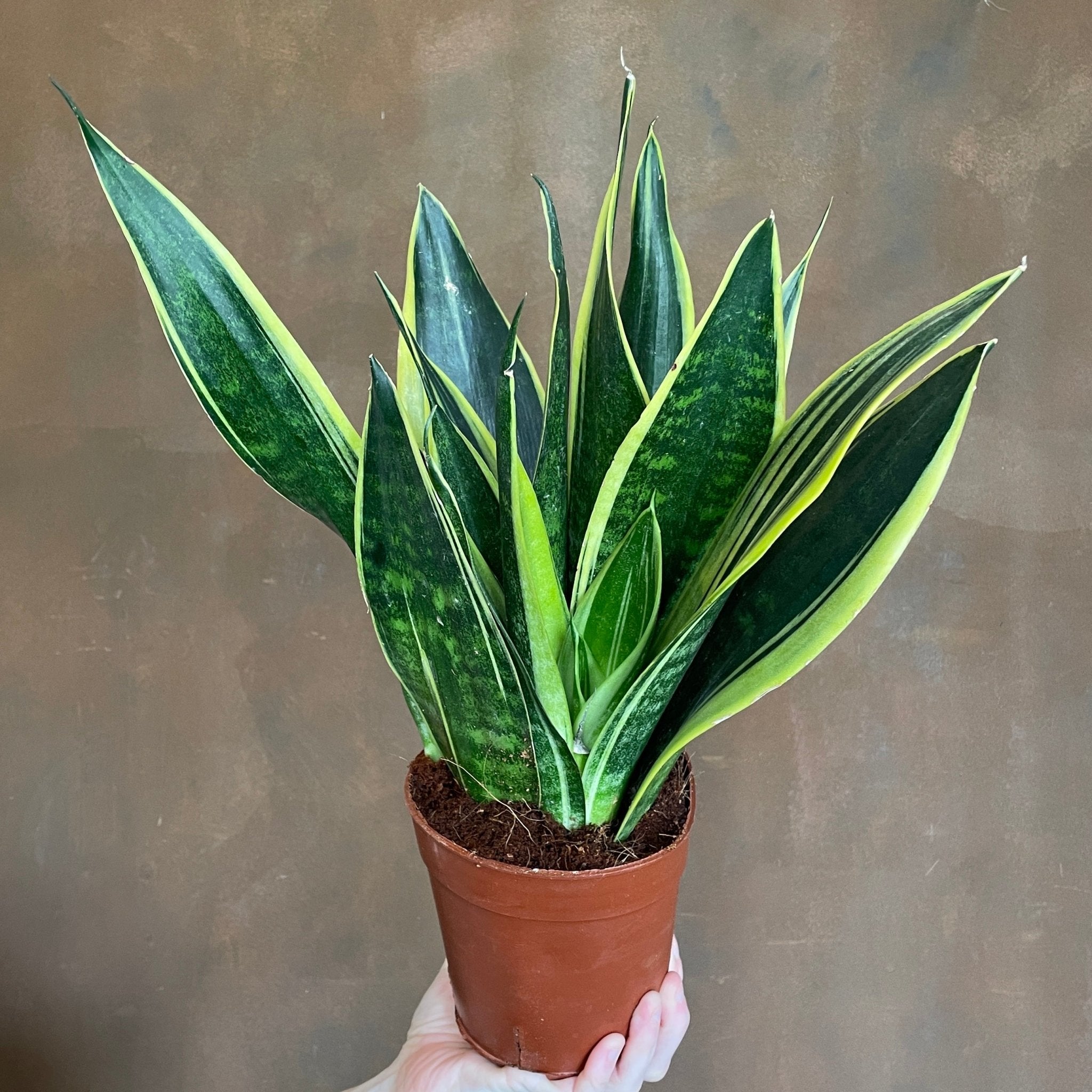 Sansevieria ‘Canary’ (14cm pot) - grow urban. UK
