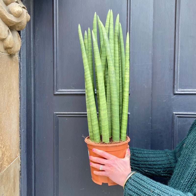 Sansevieria cylindrica - grow urban. UK