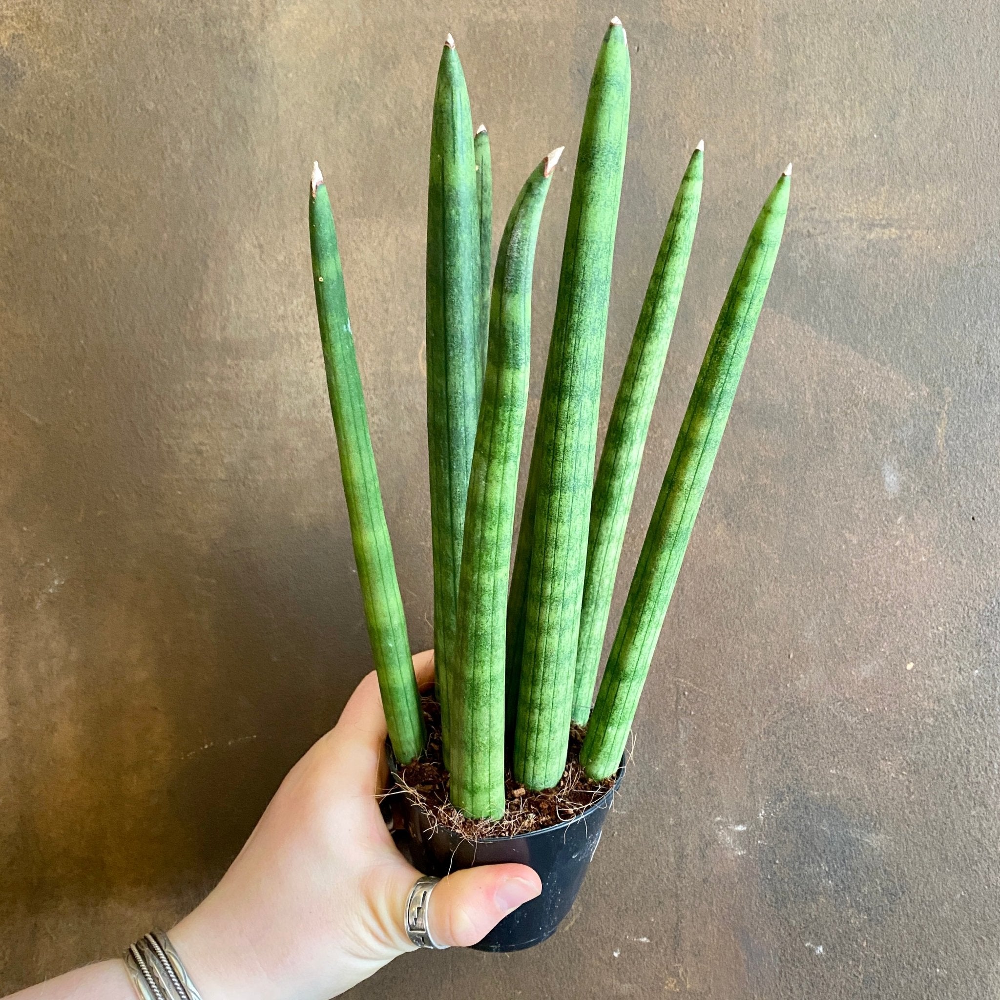 Sansevieria cylindrica (8.5cm pot) - grow urban. UK