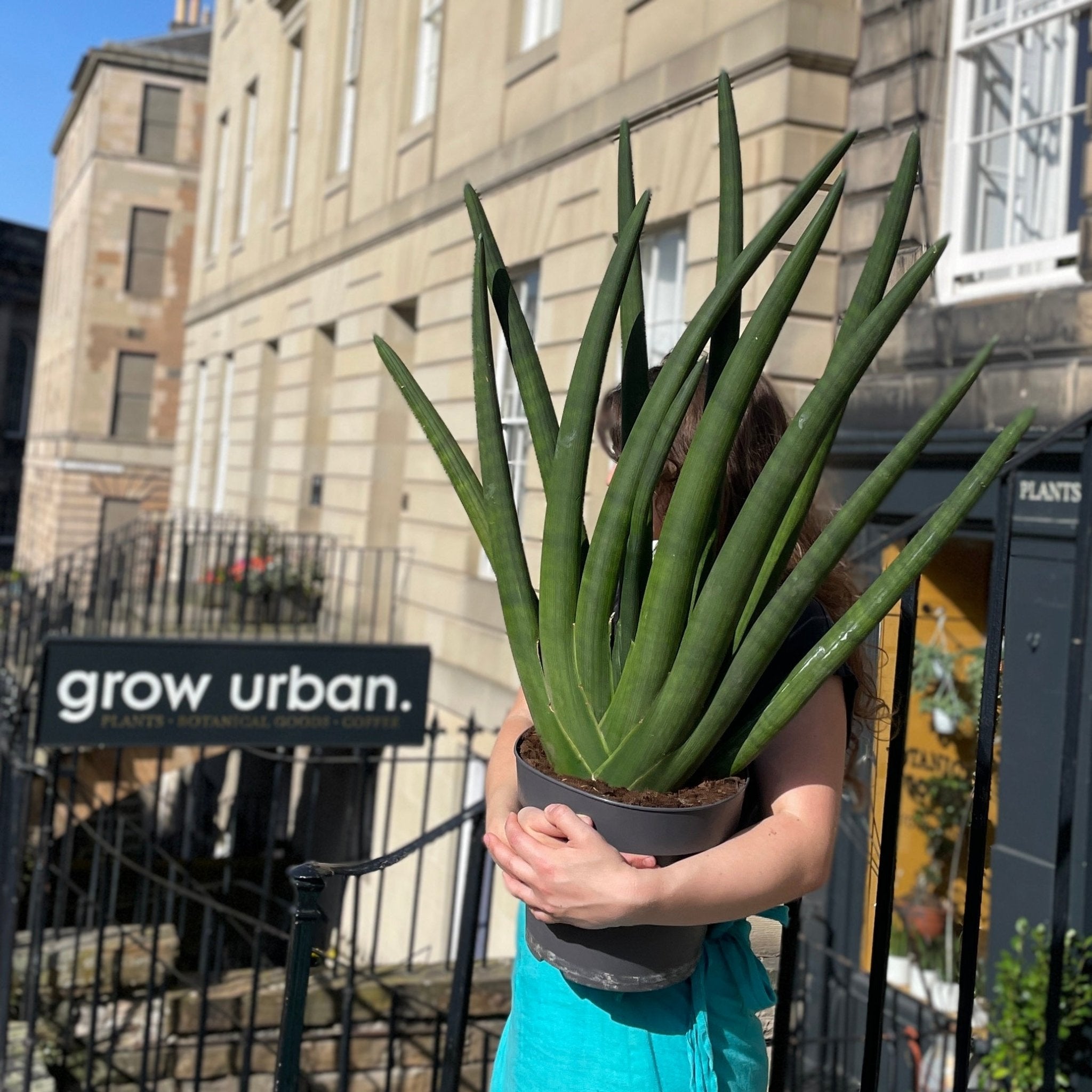 Sansevieria cylindrica 'Mohawk' - grow urban. UK