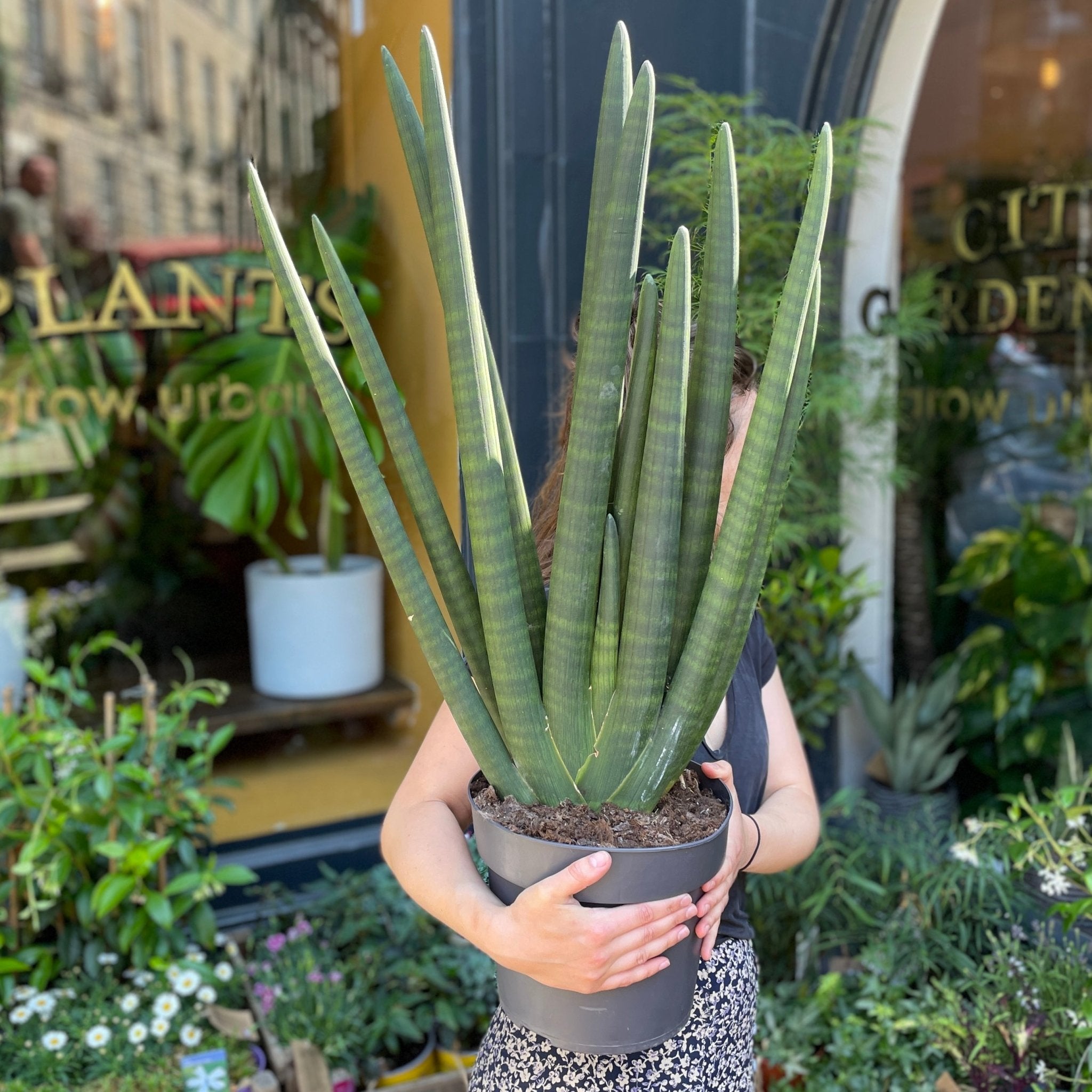 Sansevieria cylindrica 'Mohawk' - grow urban. UK