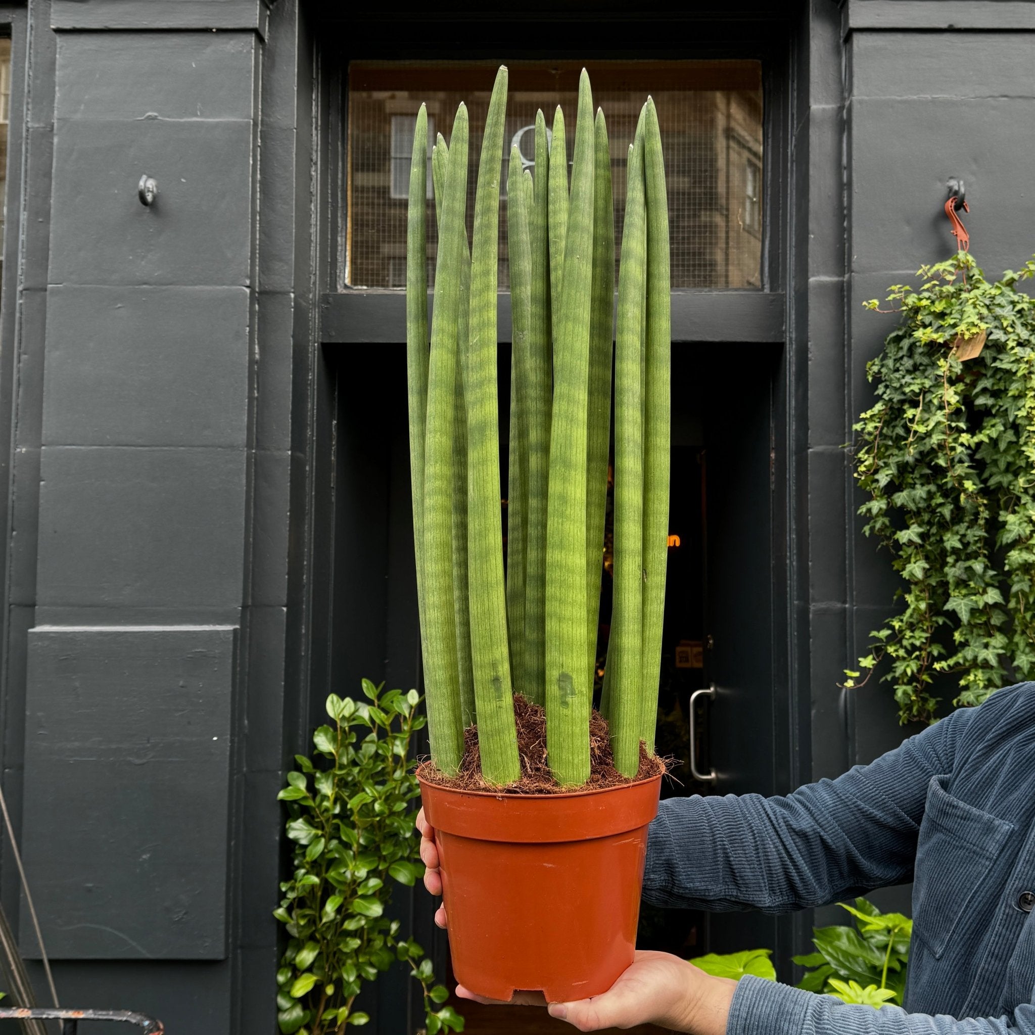 Sansevieria cylindrica 'Straight' XL - grow urban. UK