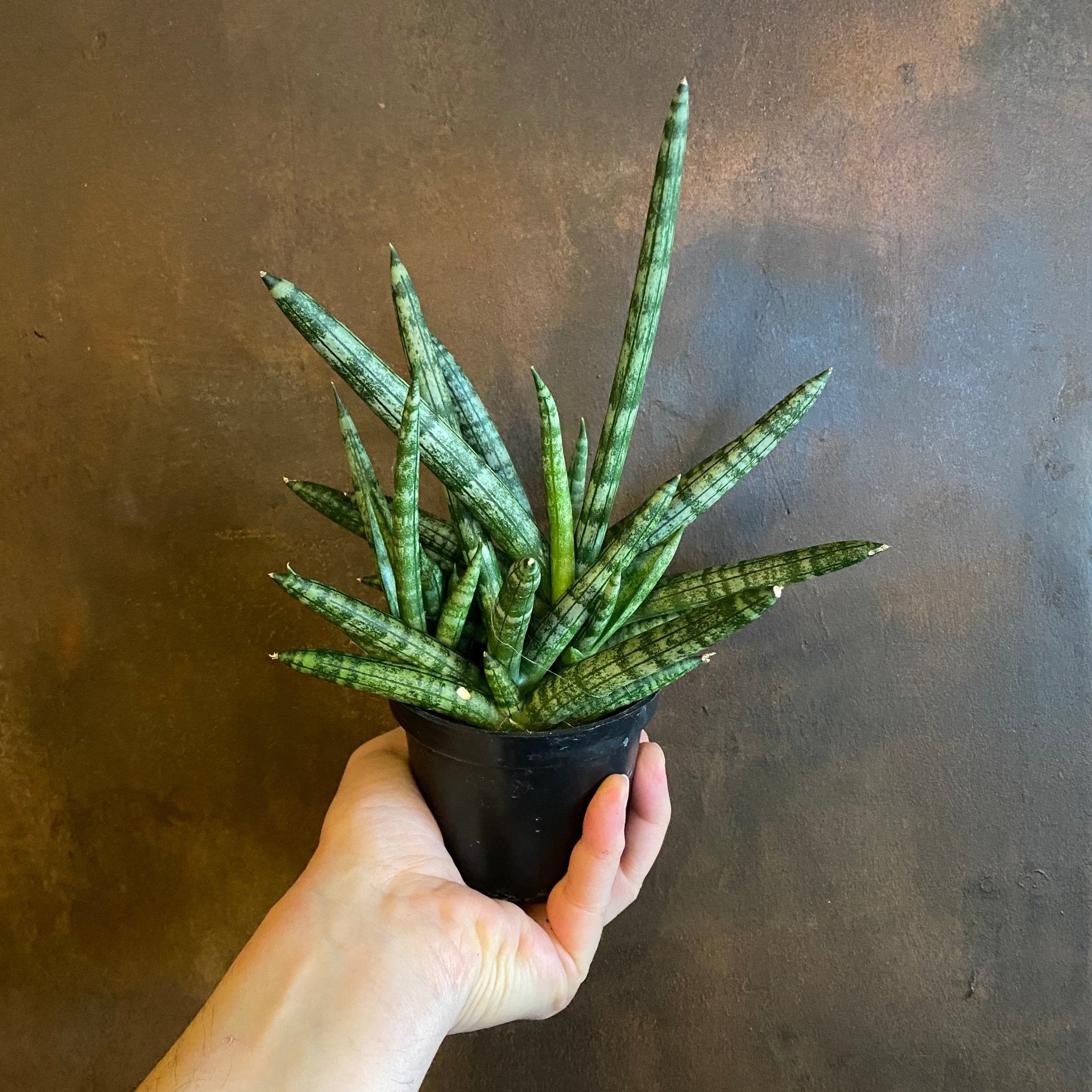 Sansevieria ‘Eccentric’ (10.5cm pot) - grow urban. UK