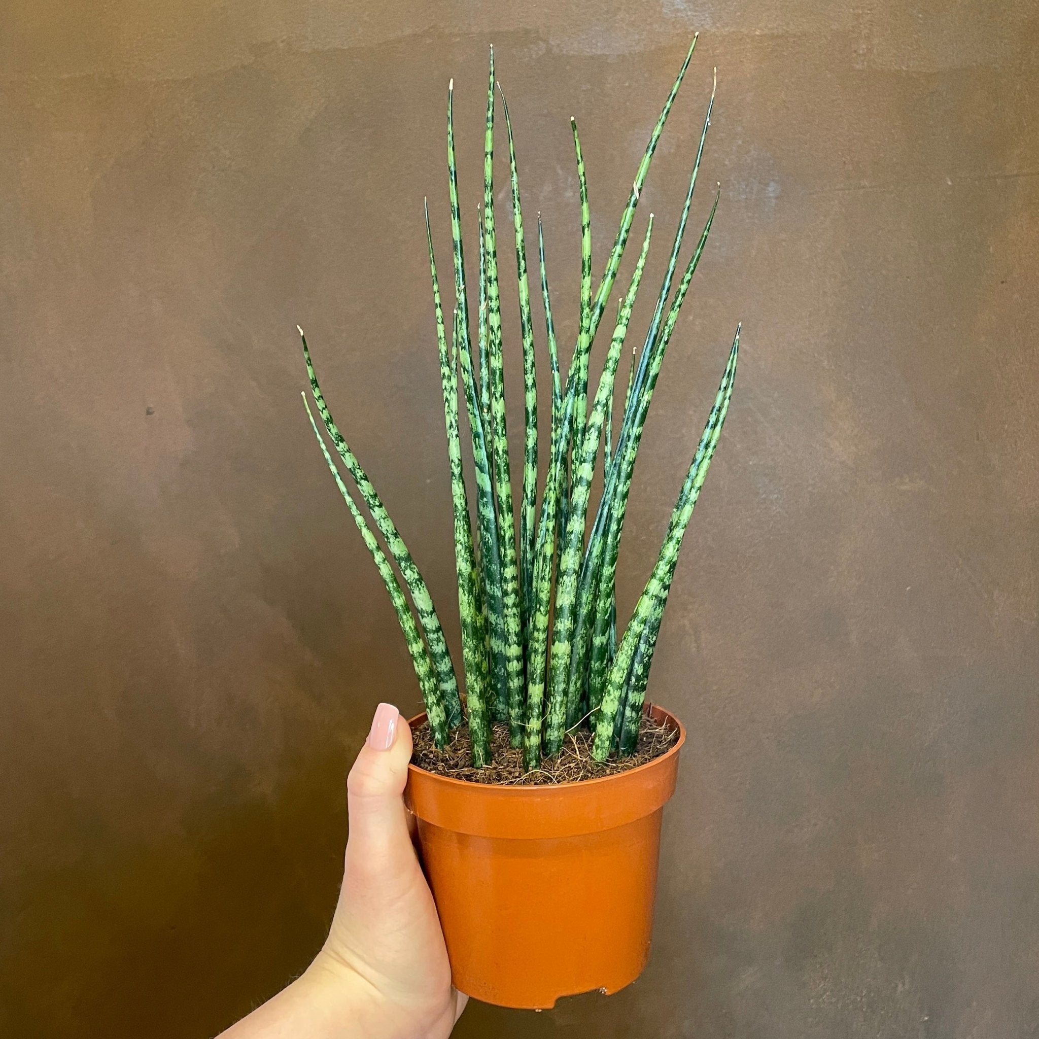 Sansevieria ‘Fernwood’ (12cm pot) - grow urban. UK