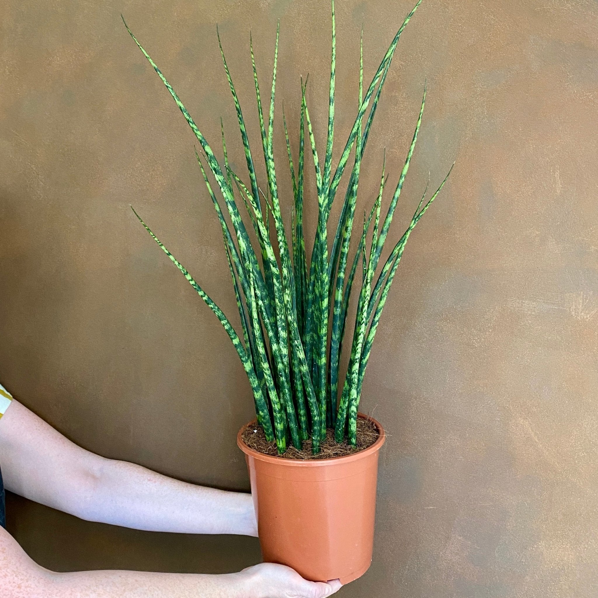 Sansevieria ‘Fernwood Mikado’ - grow urban. UK