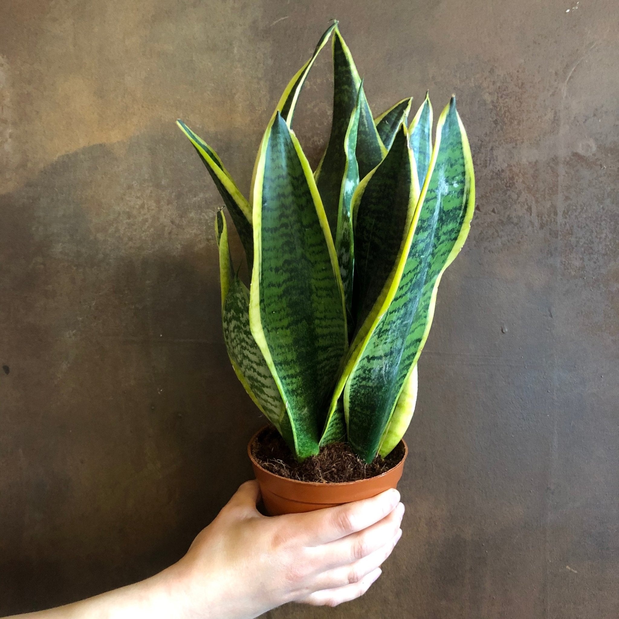 Sansevieria ‘Futura Superba’ (12cm pot) - grow urban. UK