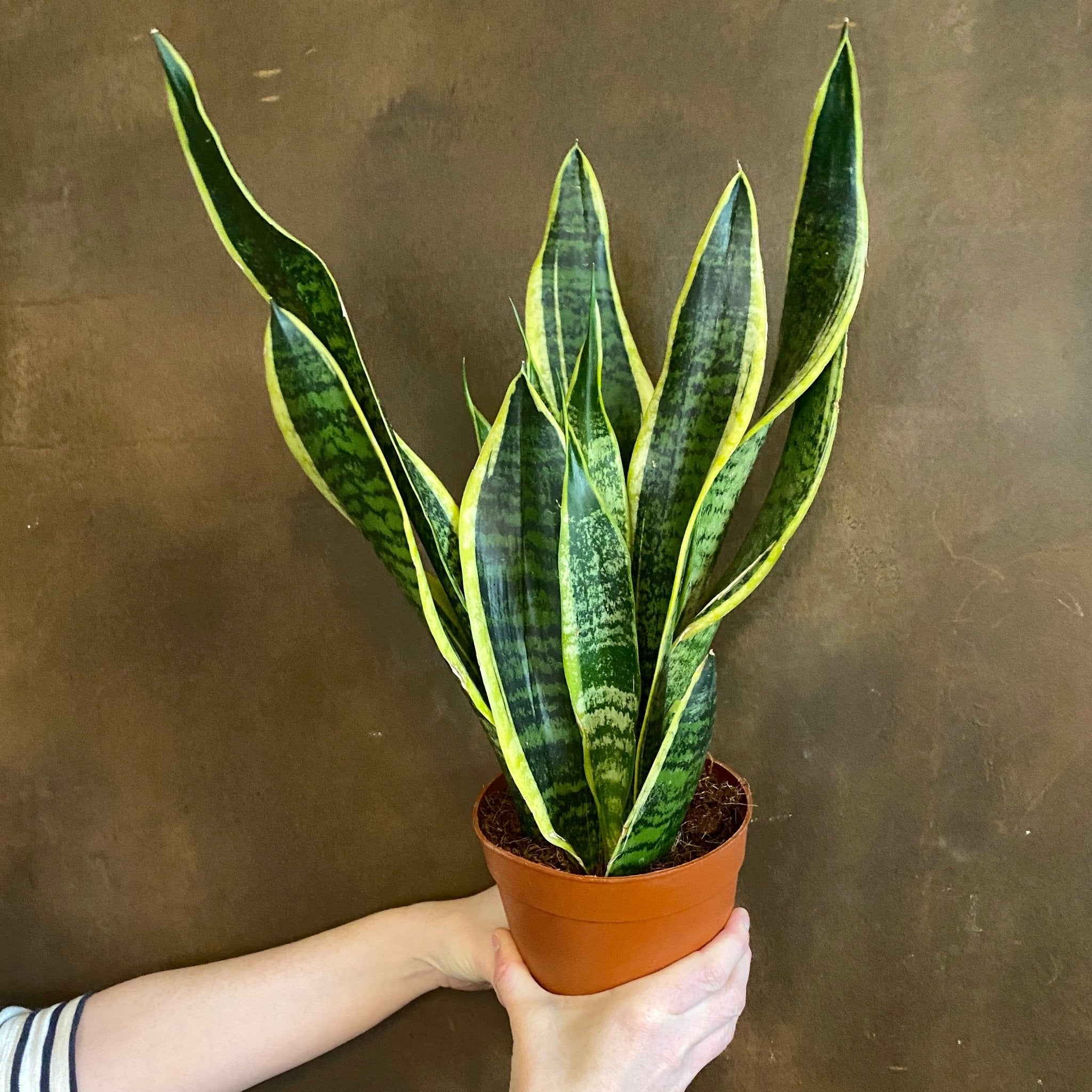 Sansevieria ‘Futura Superba’ (14cm pot) - grow urban. UK
