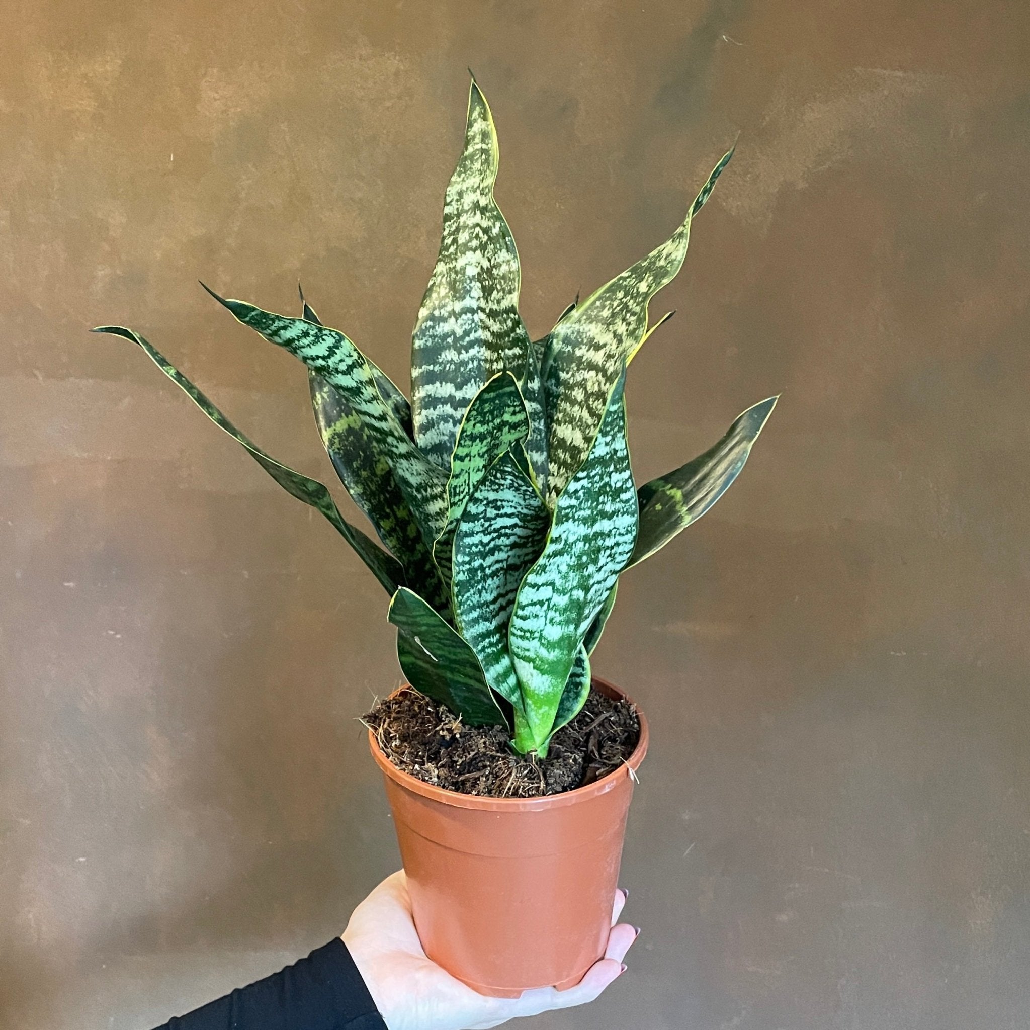 Sansevieria 'Golden Edge' - grow urban. UK
