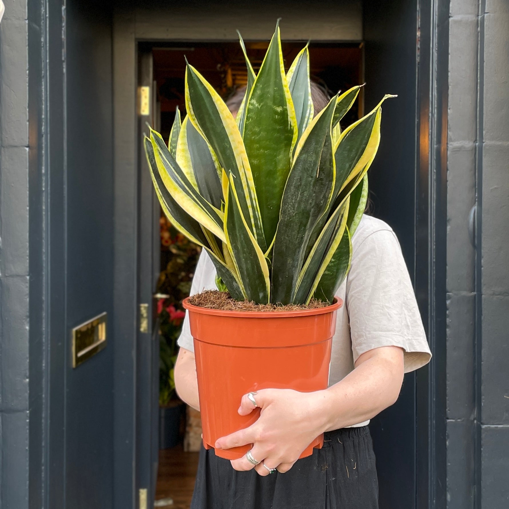 Sansevieria 'Golden Flame'