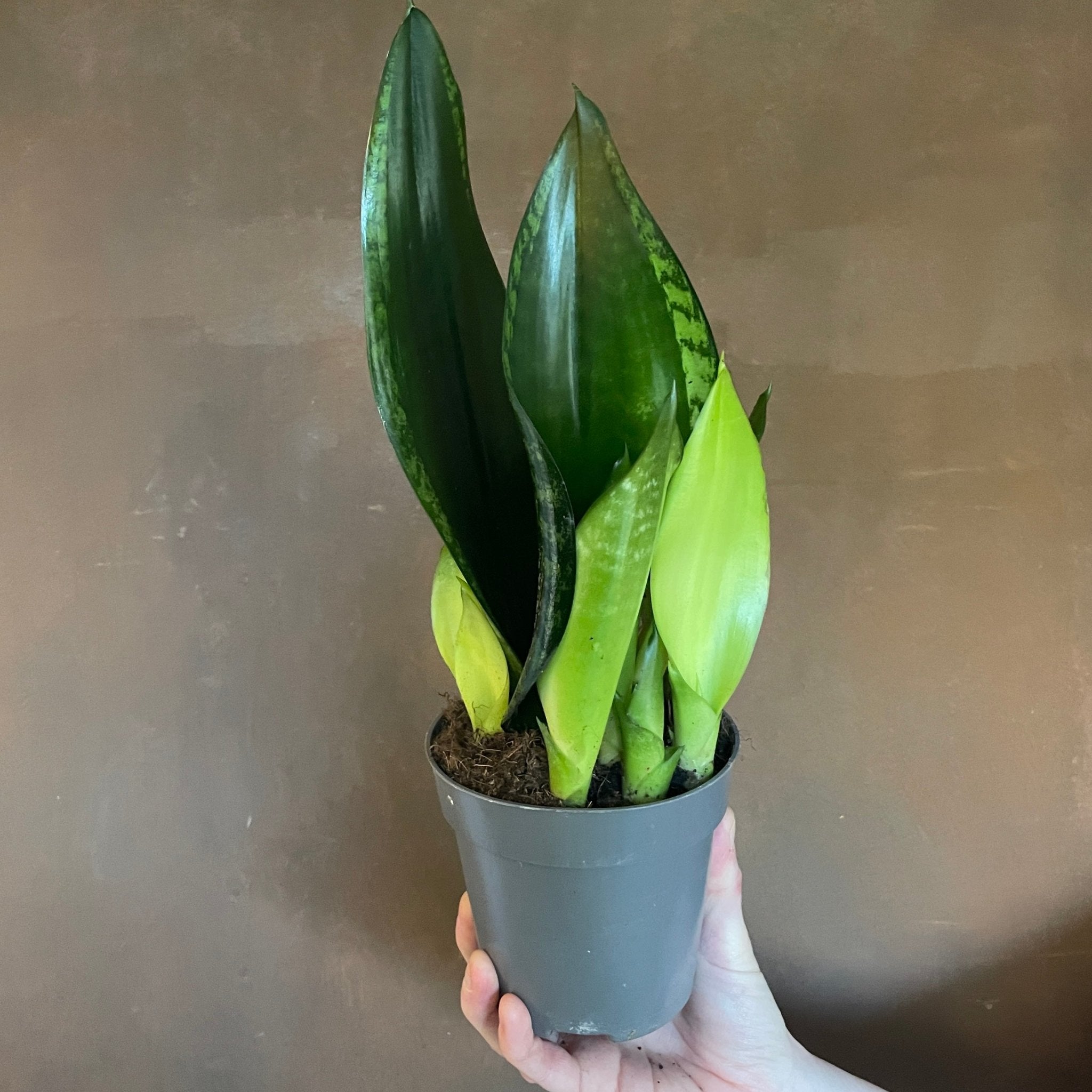 Sansevieria ‘Grey Stripe’ (12cm pot) - grow urban. UK