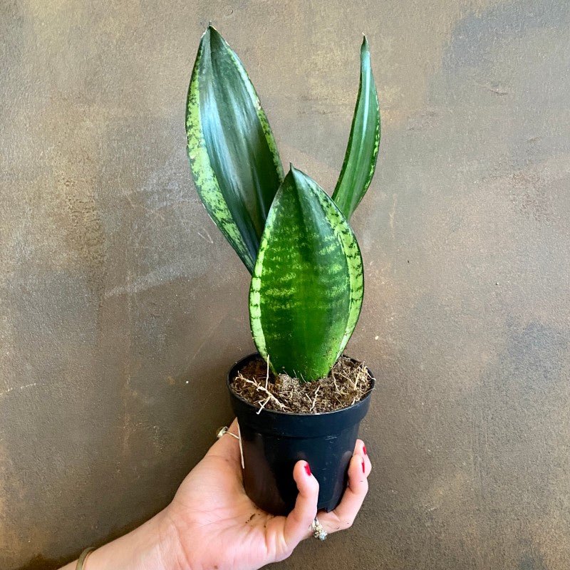 Sansevieria 'Grey Stripe'