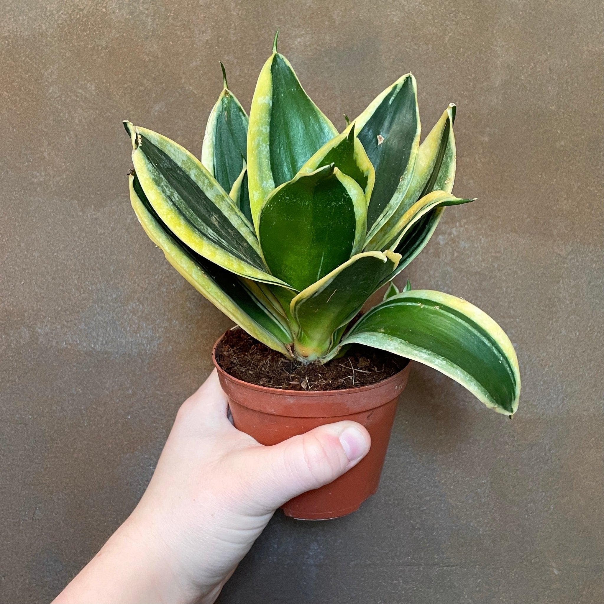 Sansevieria 'Hahnii' (Lucky Dip Variety) - grow urban. UK